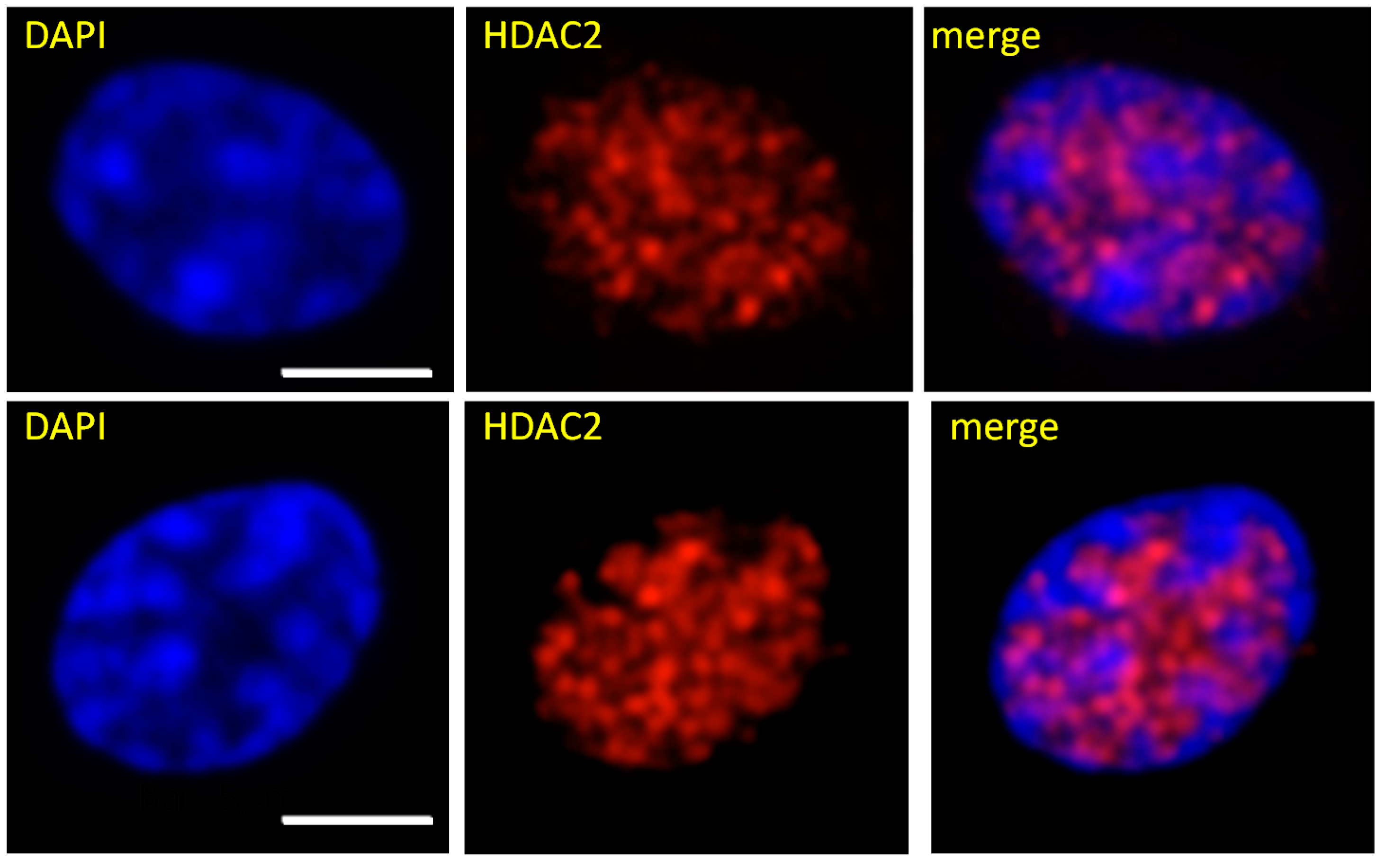 Cells 10 01354 g003 Cells 10 01354 g003