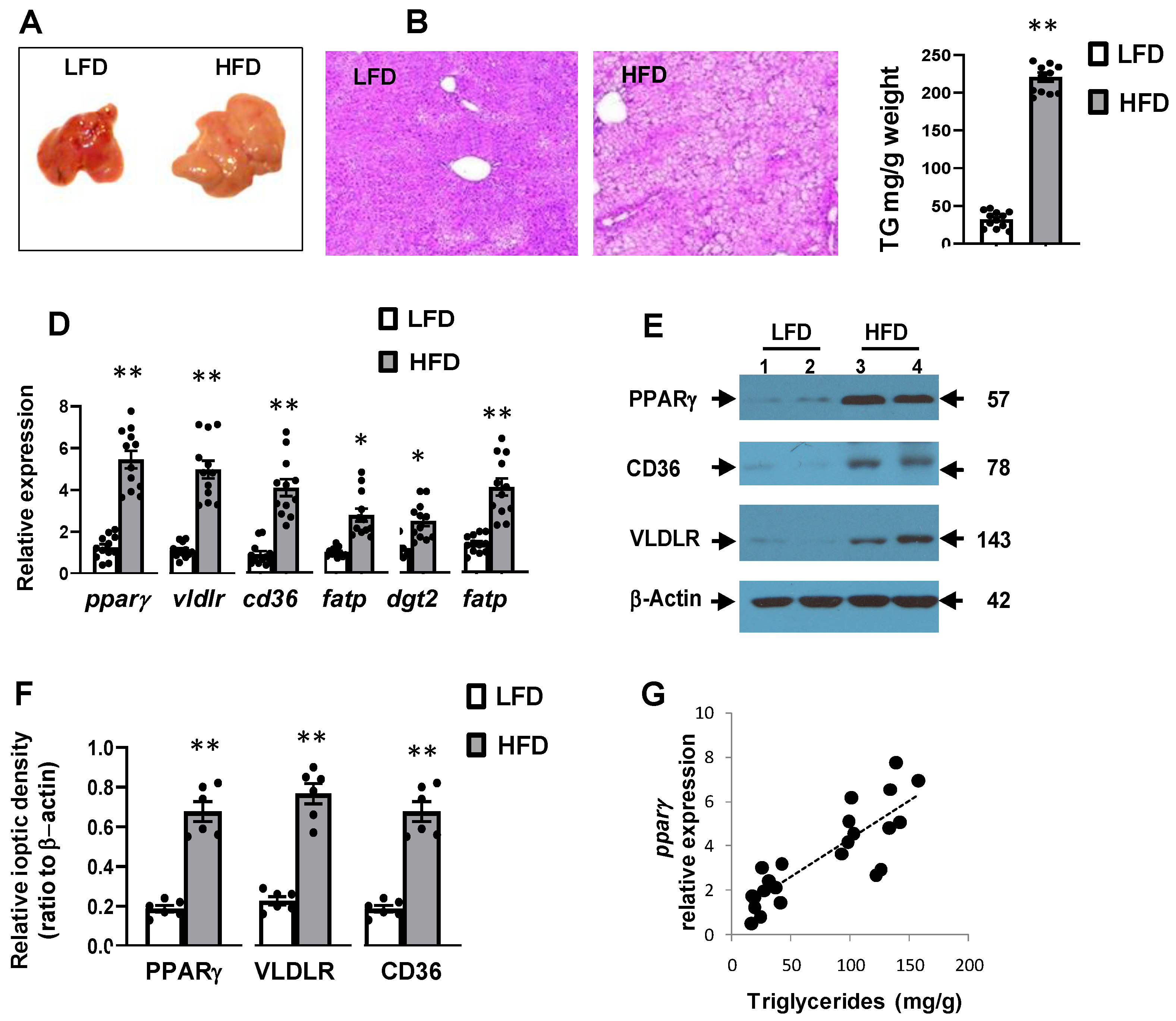 Cells 10 01355 g001 Cells 10 01355 g001