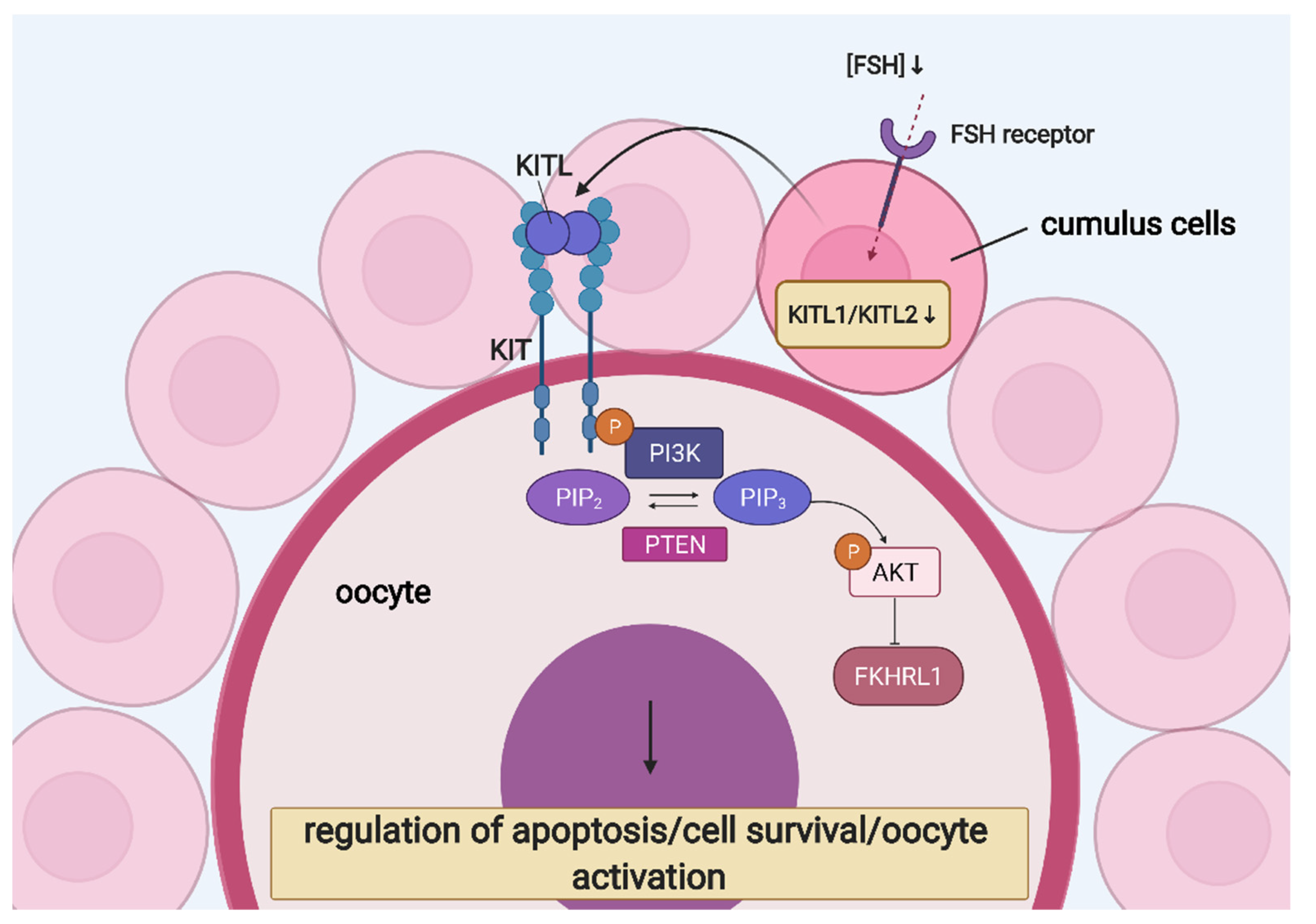 Cells 10 01396 g004 Cells 10 01396 g004