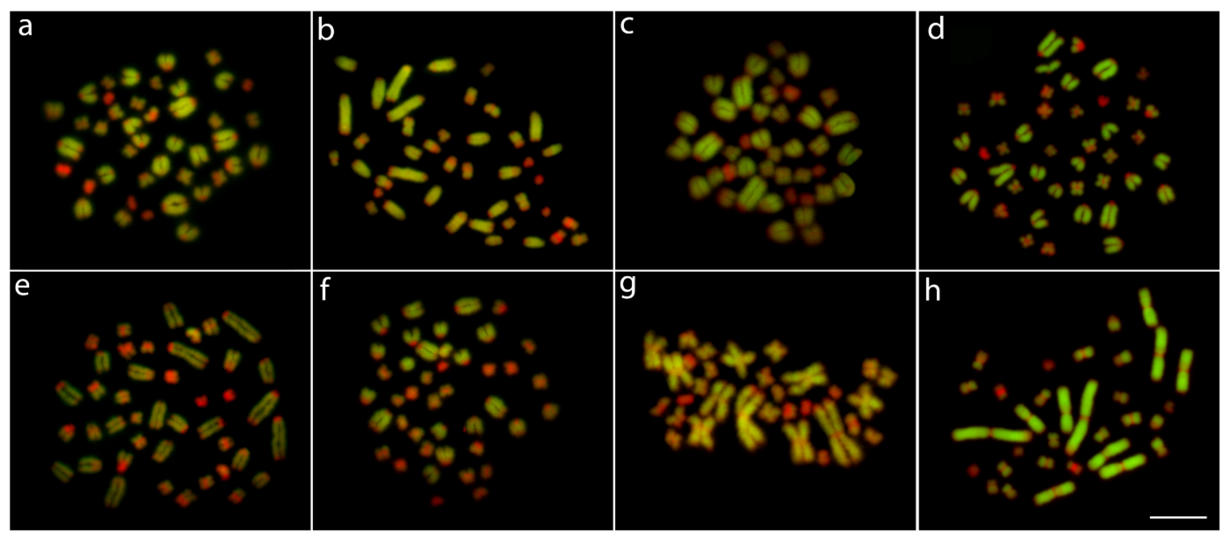 Cells 10 01397 g004