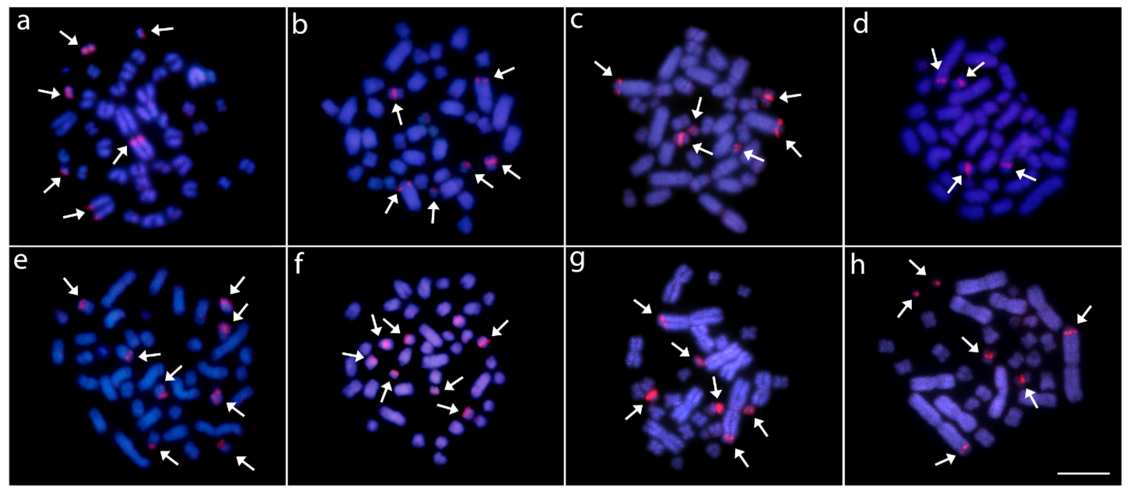 Cells 10 01397 g005