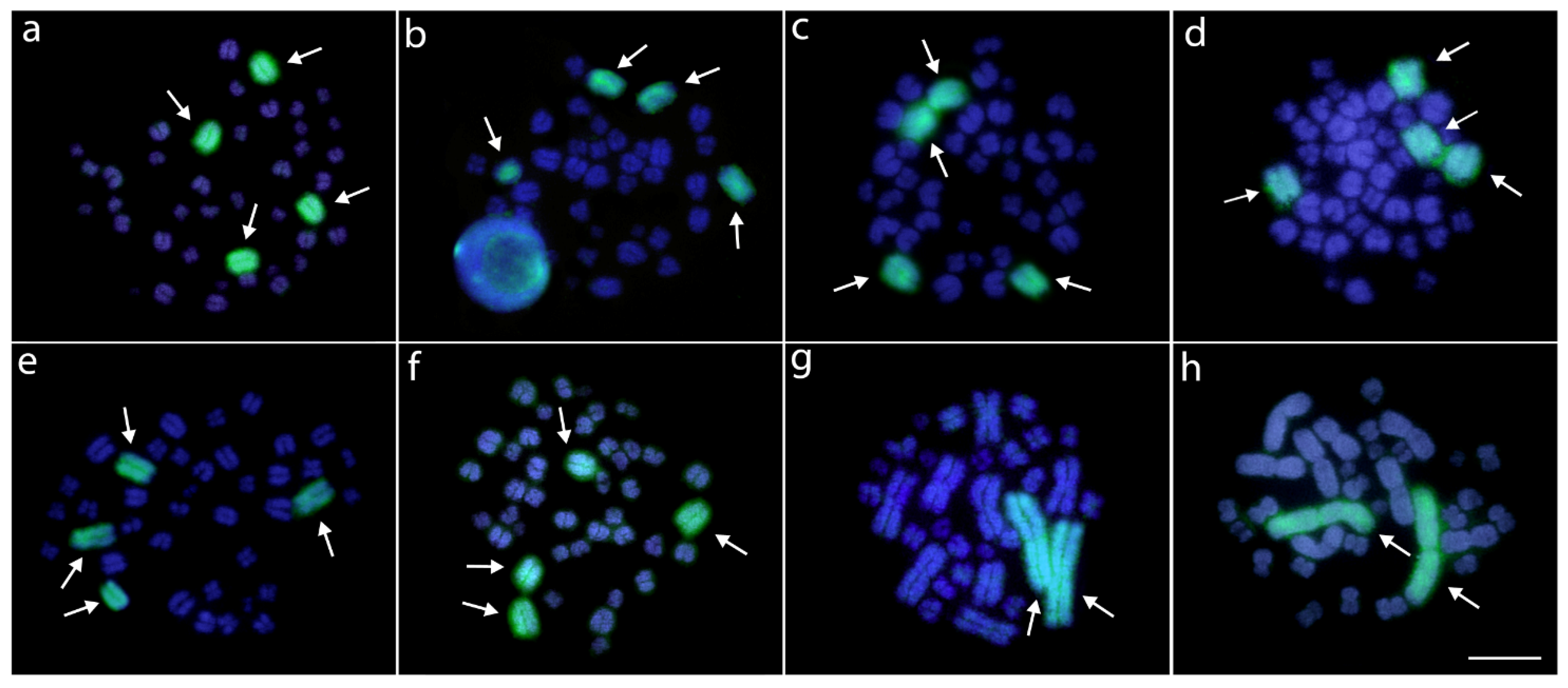 Cells 10 01397 g006