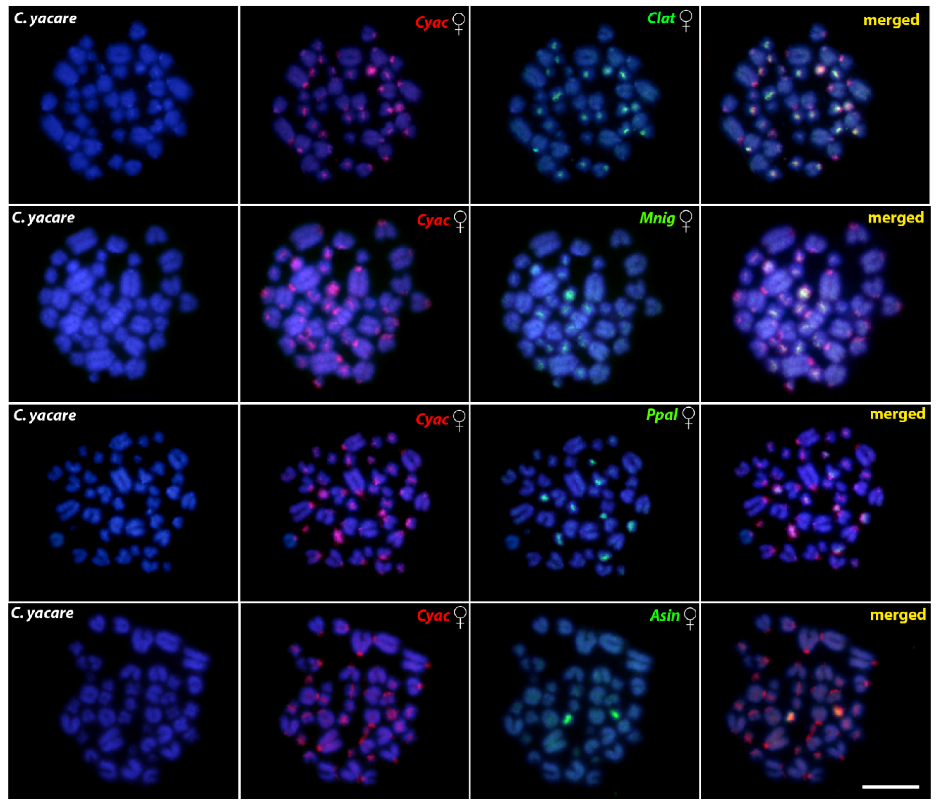 Cells 10 01397 g007