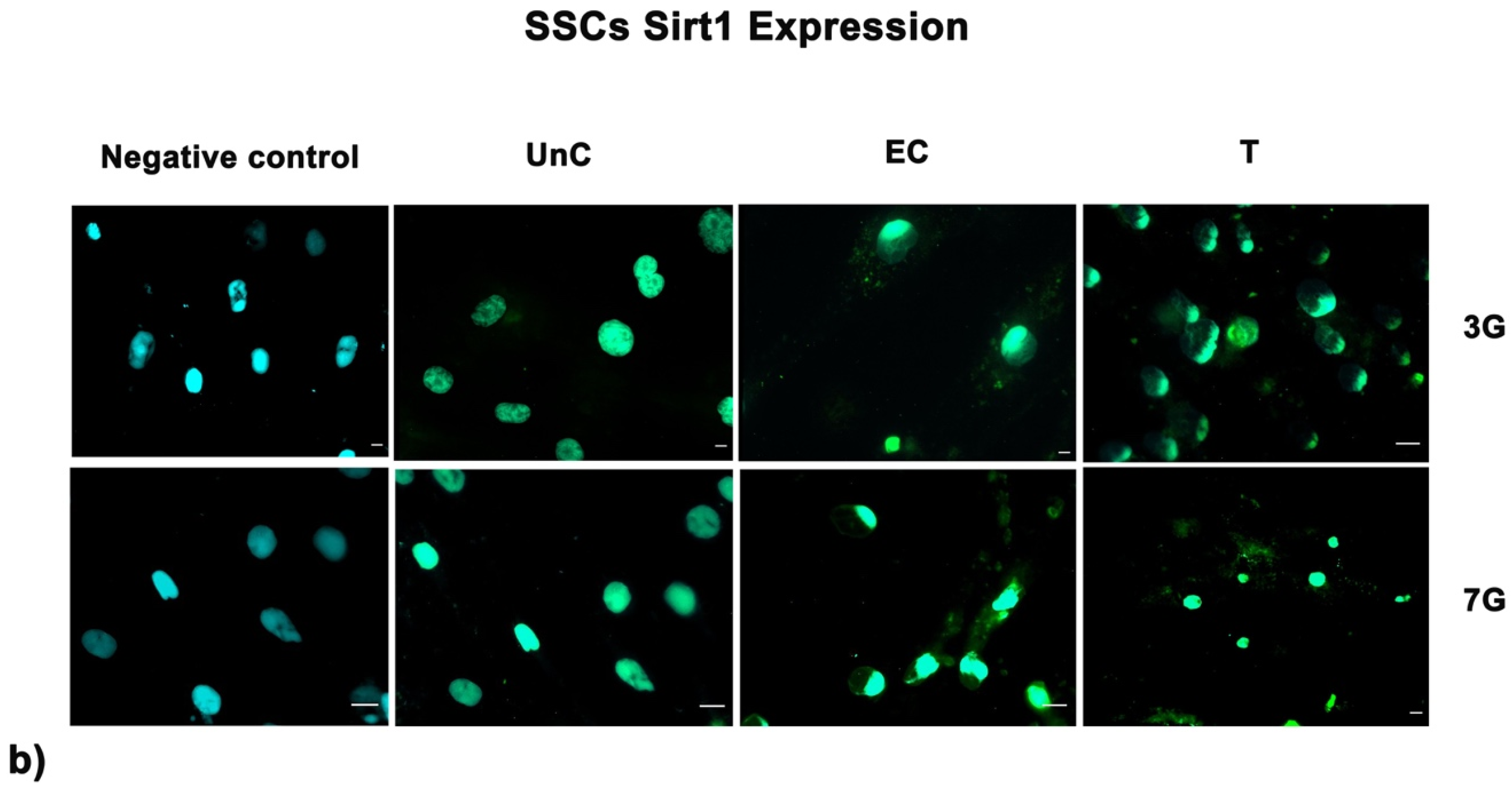 Cells 10 01415 g007b Cells 10 01415 g007b