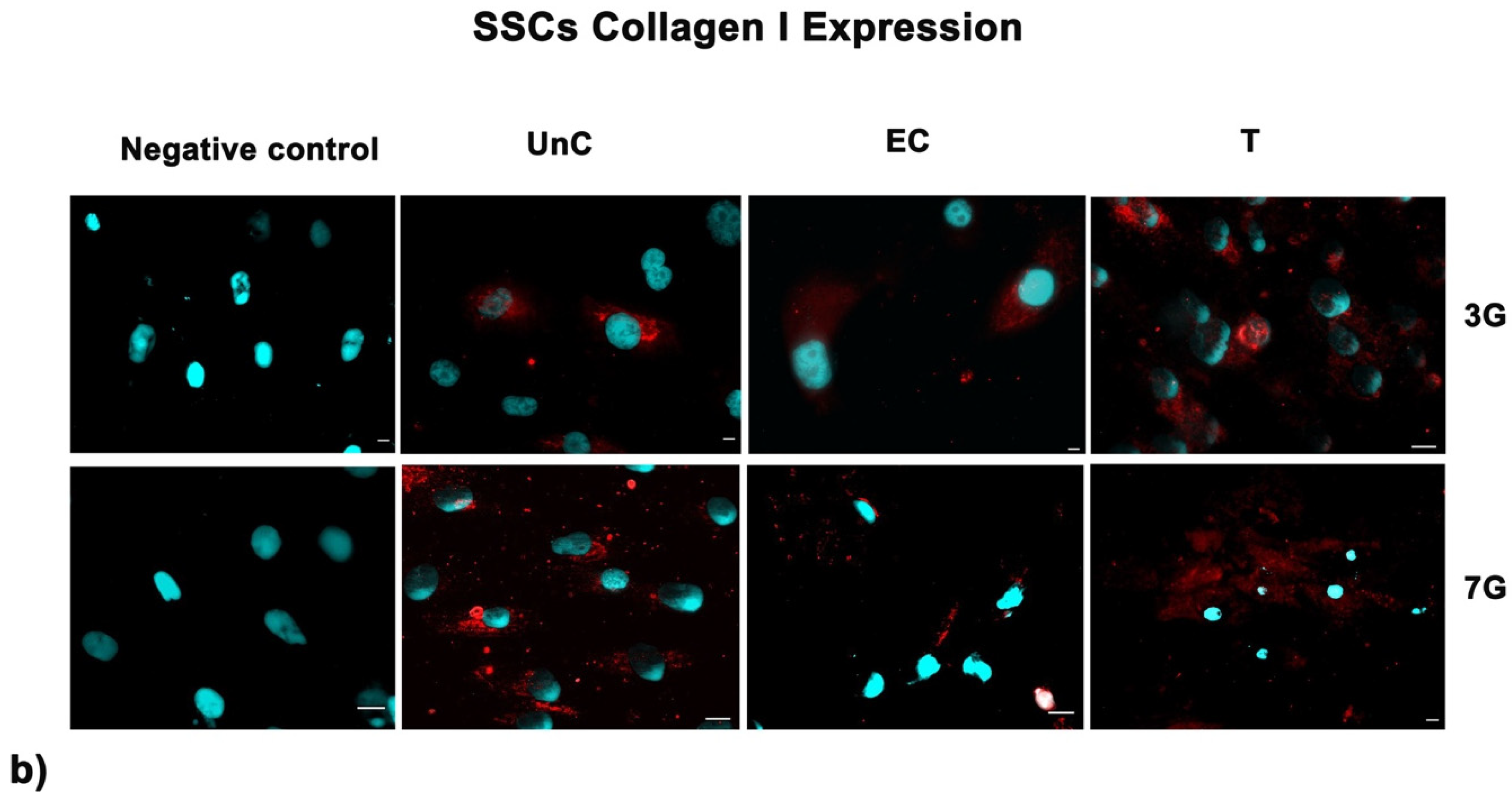 Cells 10 01415 g008b Cells 10 01415 g008b