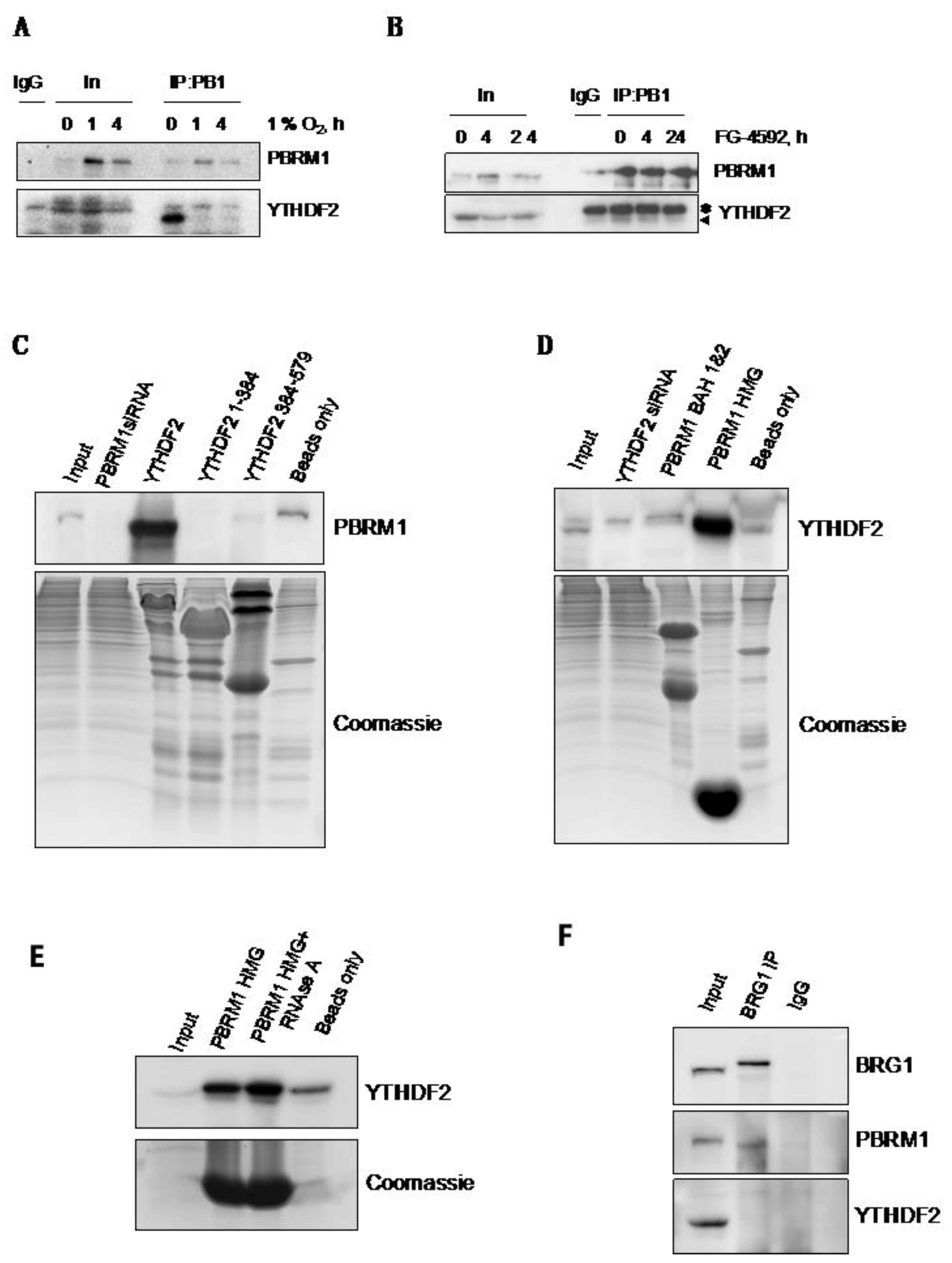 Cells 10 01425 g004 Cells 10 01425 g004