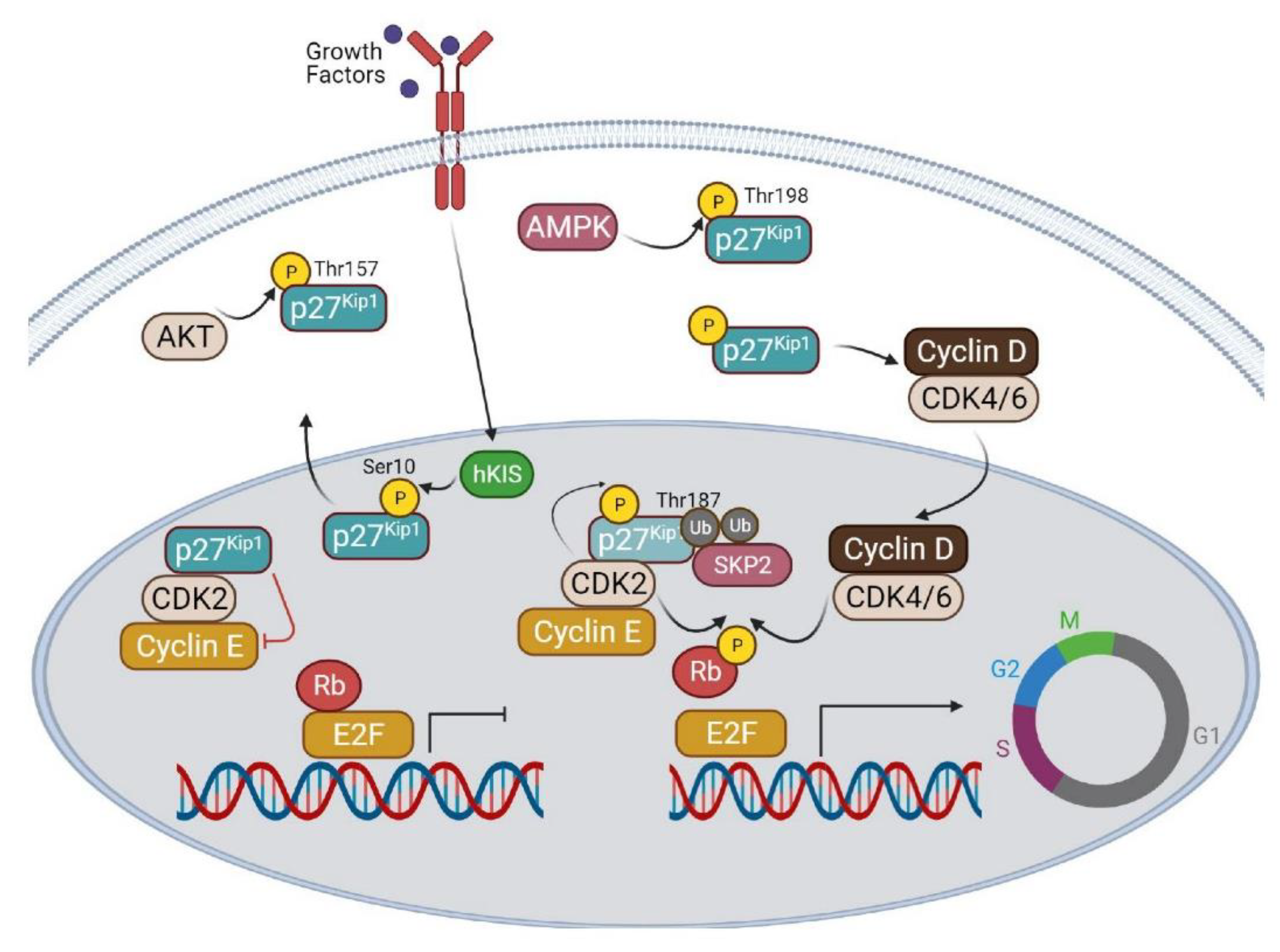 Cells 10 01430 g001 Cells 10 01430 g001