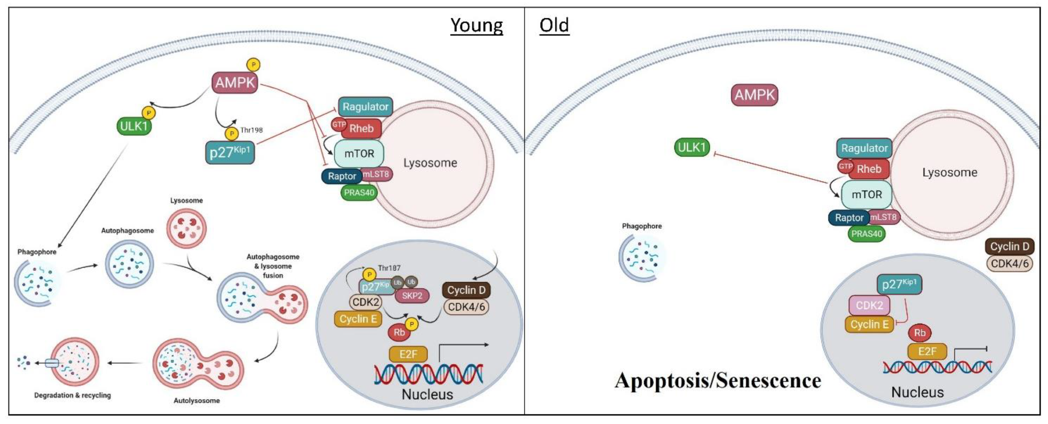 Cells 10 01430 g002 Cells 10 01430 g002
