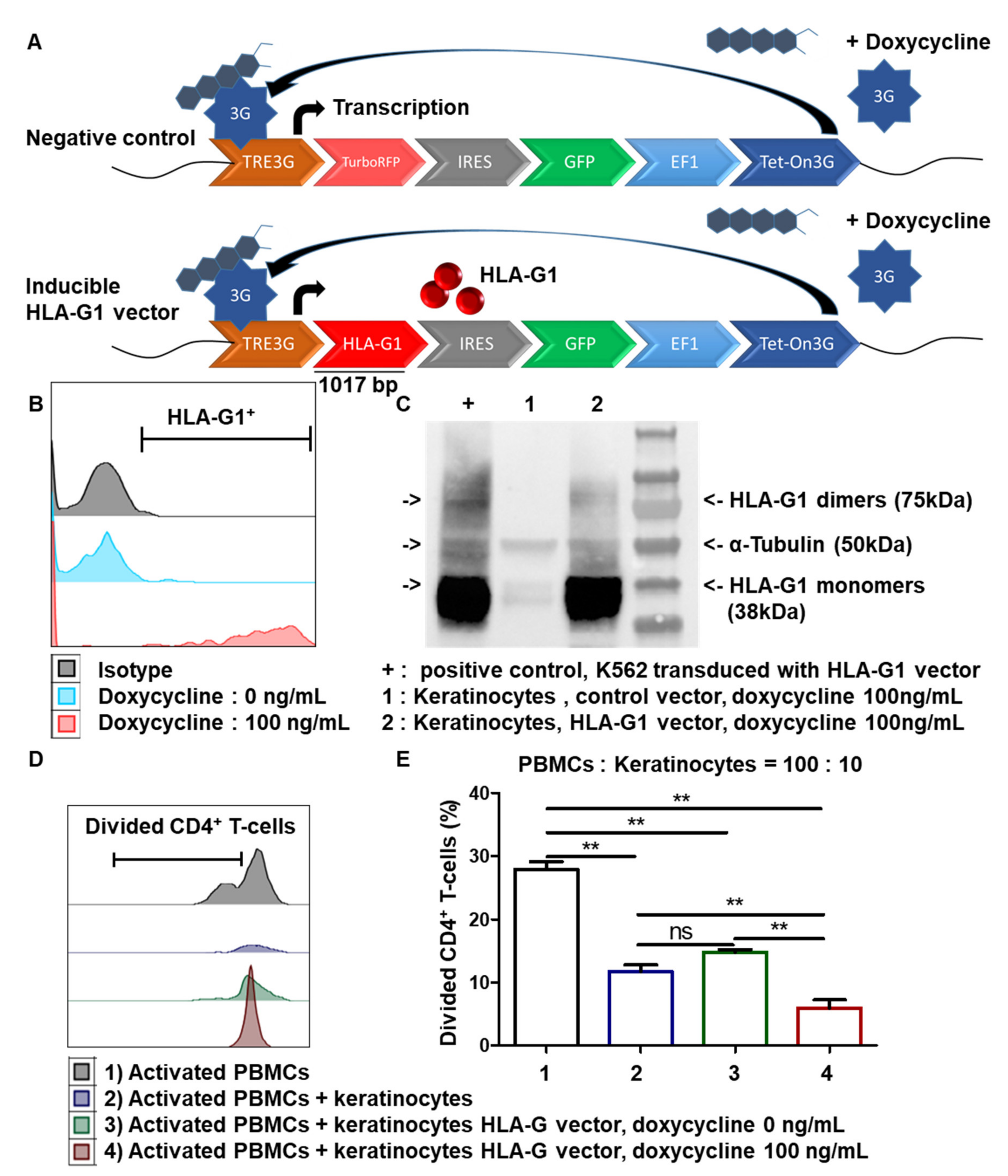 Cells 10 01438 g006 Cells 10 01438 g006