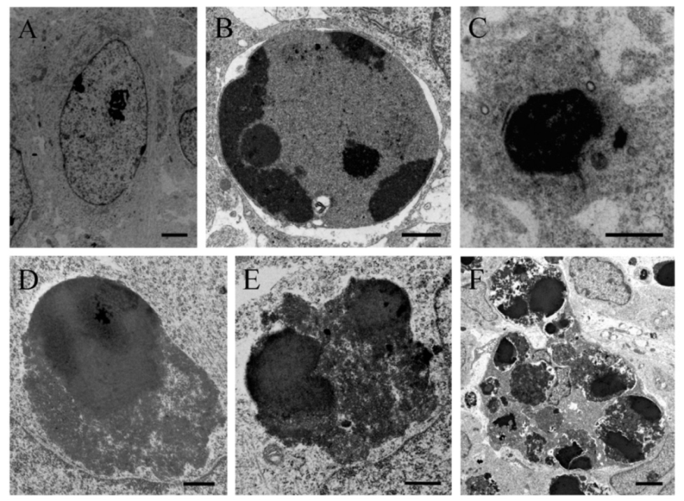 Cells 10 01453 g003 Cells 10 01453 g003