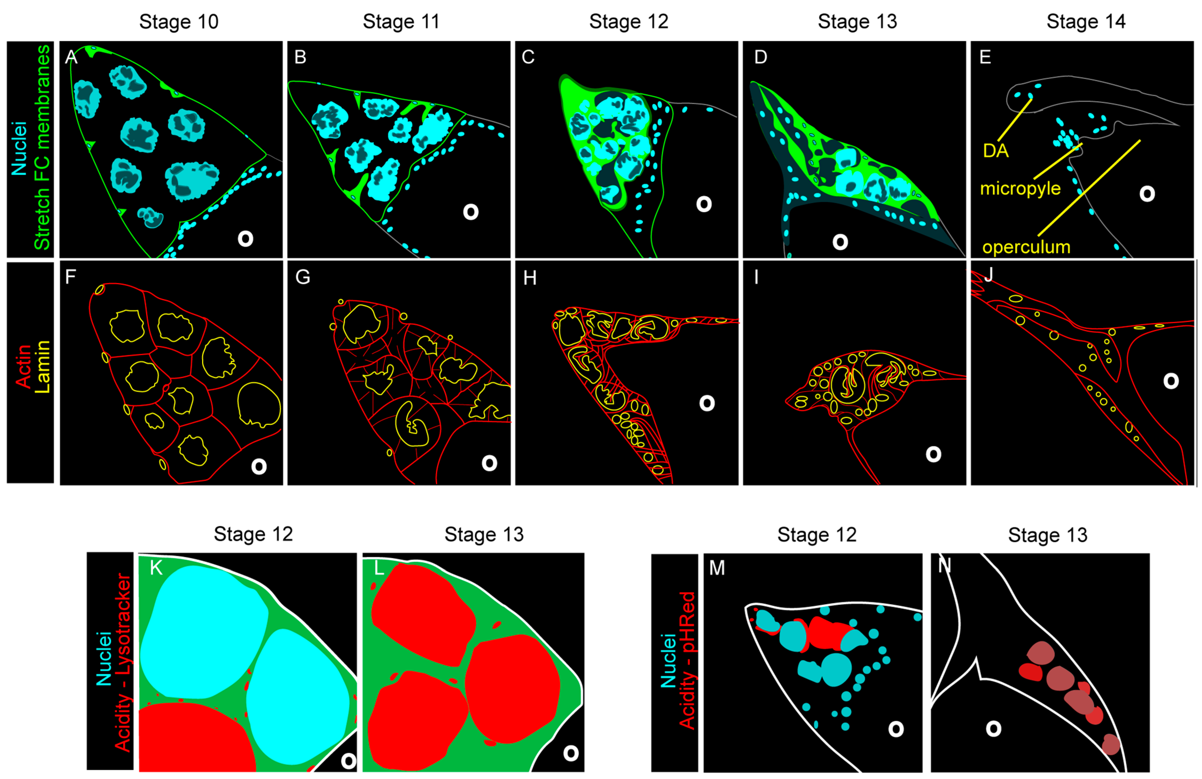 Cells 10 01454 g004 Cells 10 01454 g004