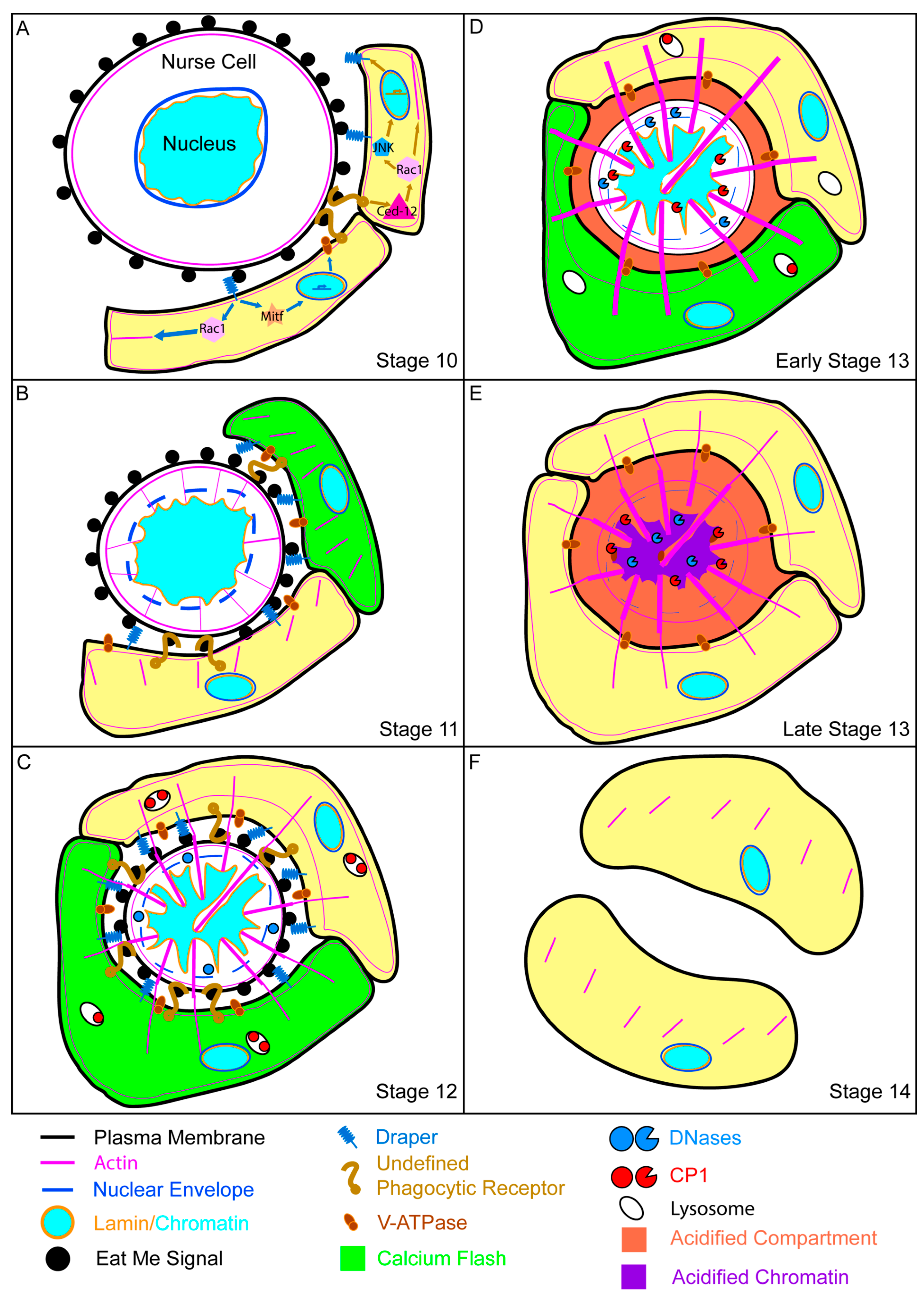 Cells 10 01454 g005 Cells 10 01454 g005
