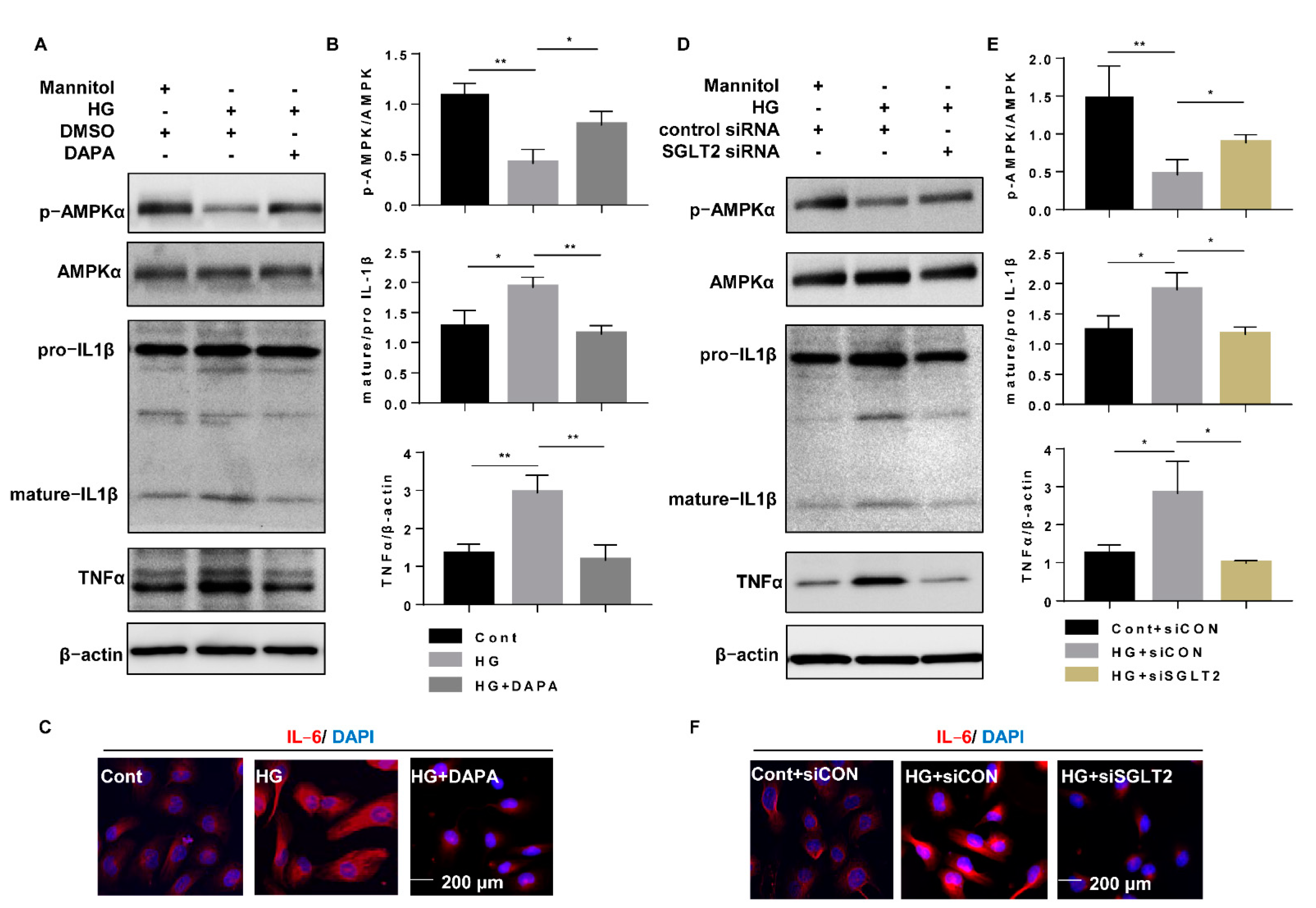 Cells 10 01457 g004 Cells 10 01457 g004