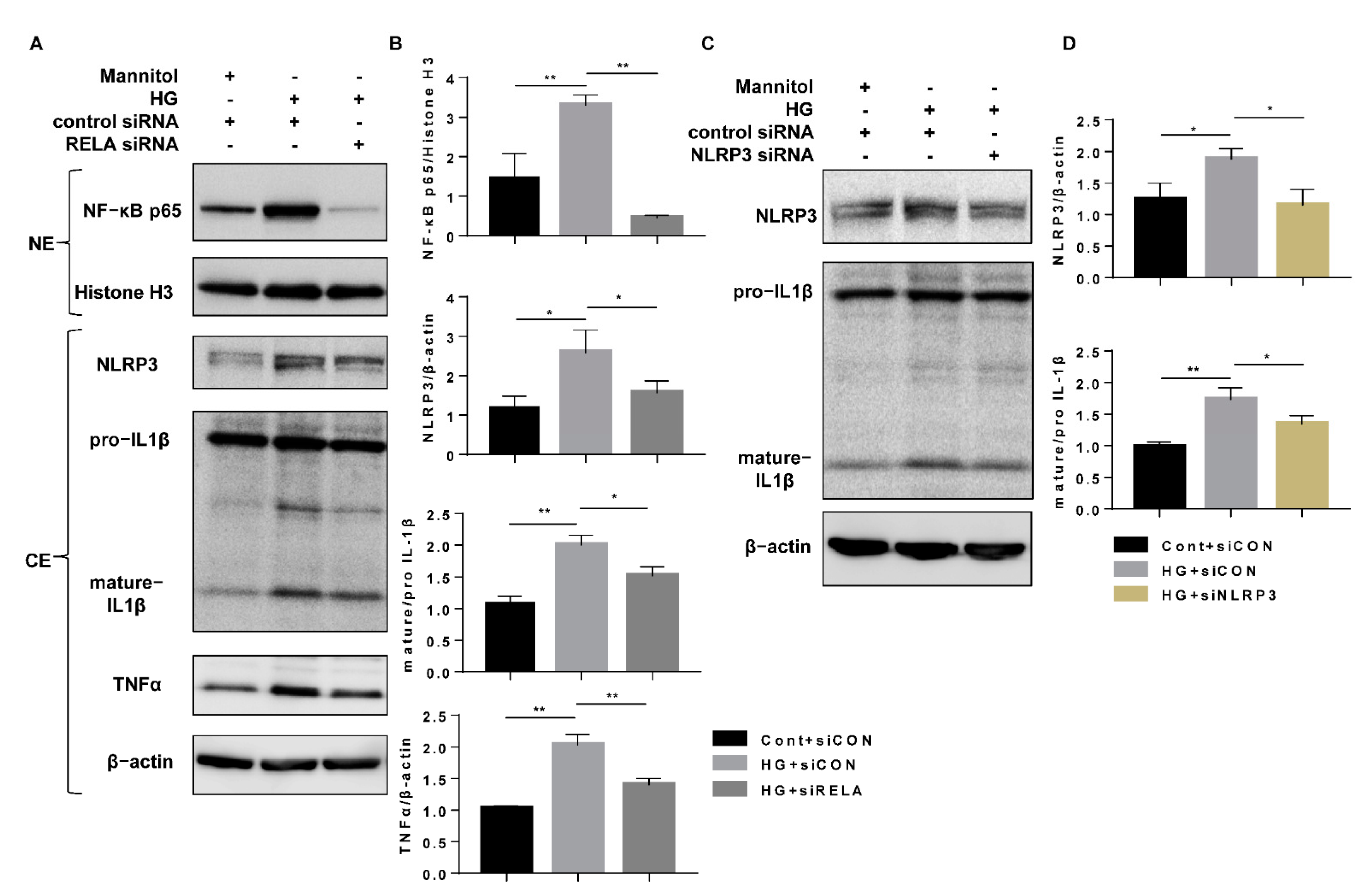 Cells 10 01457 g006 Cells 10 01457 g006