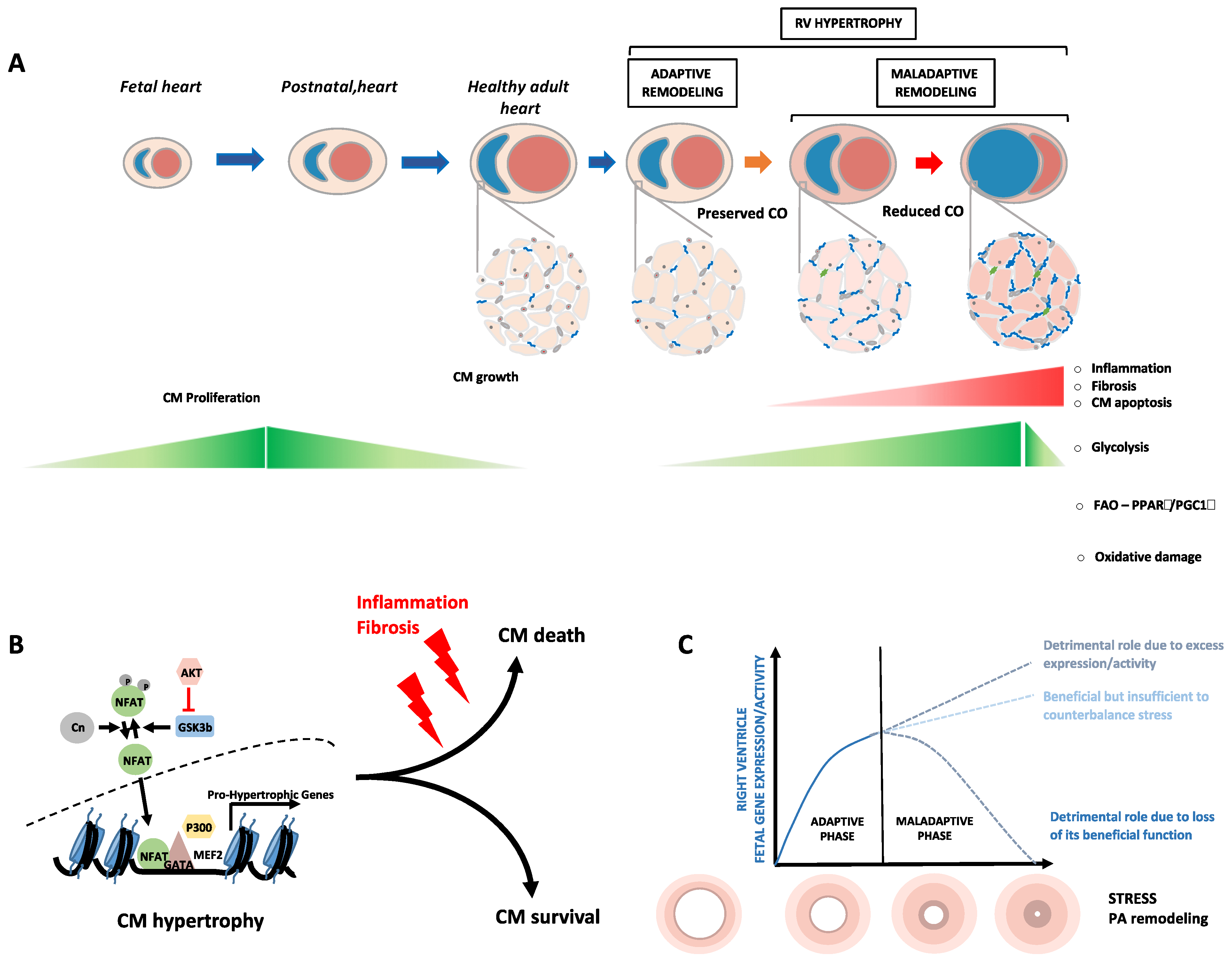 Cells 10 01473 g001 Cells 10 01473 g001