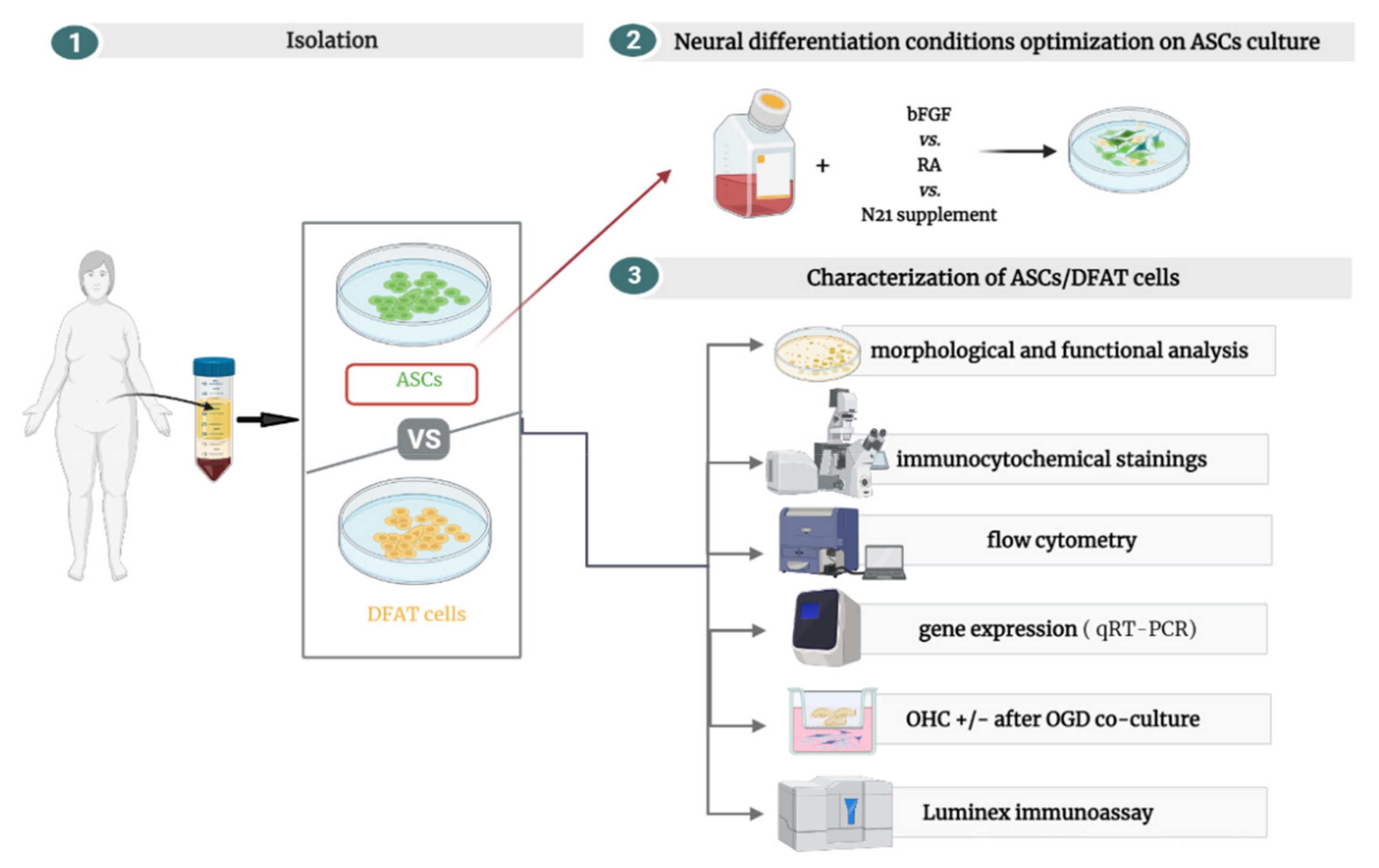 Cells 10 01475 g002 Cells 10 01475 g002