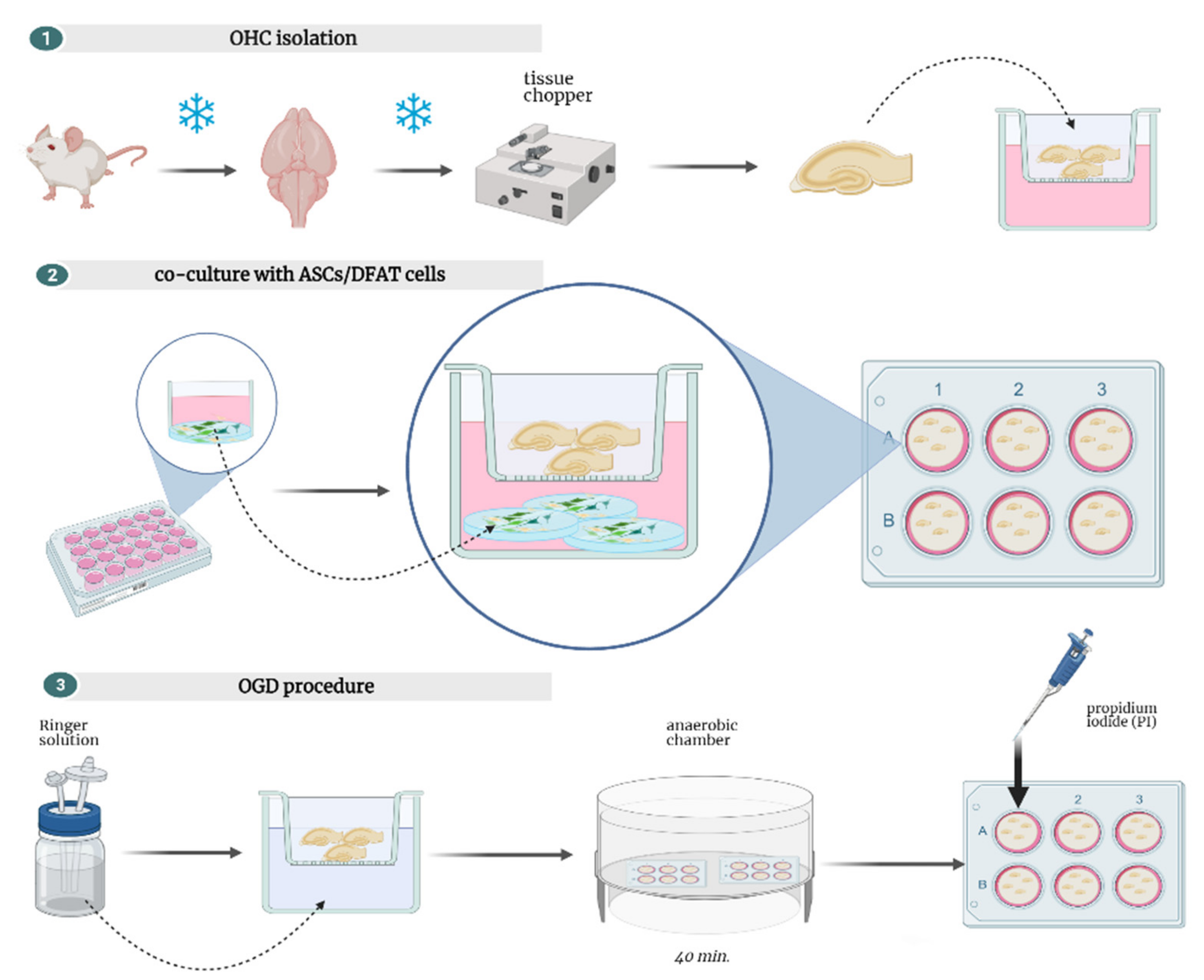 Cells 10 01475 g004 Cells 10 01475 g004