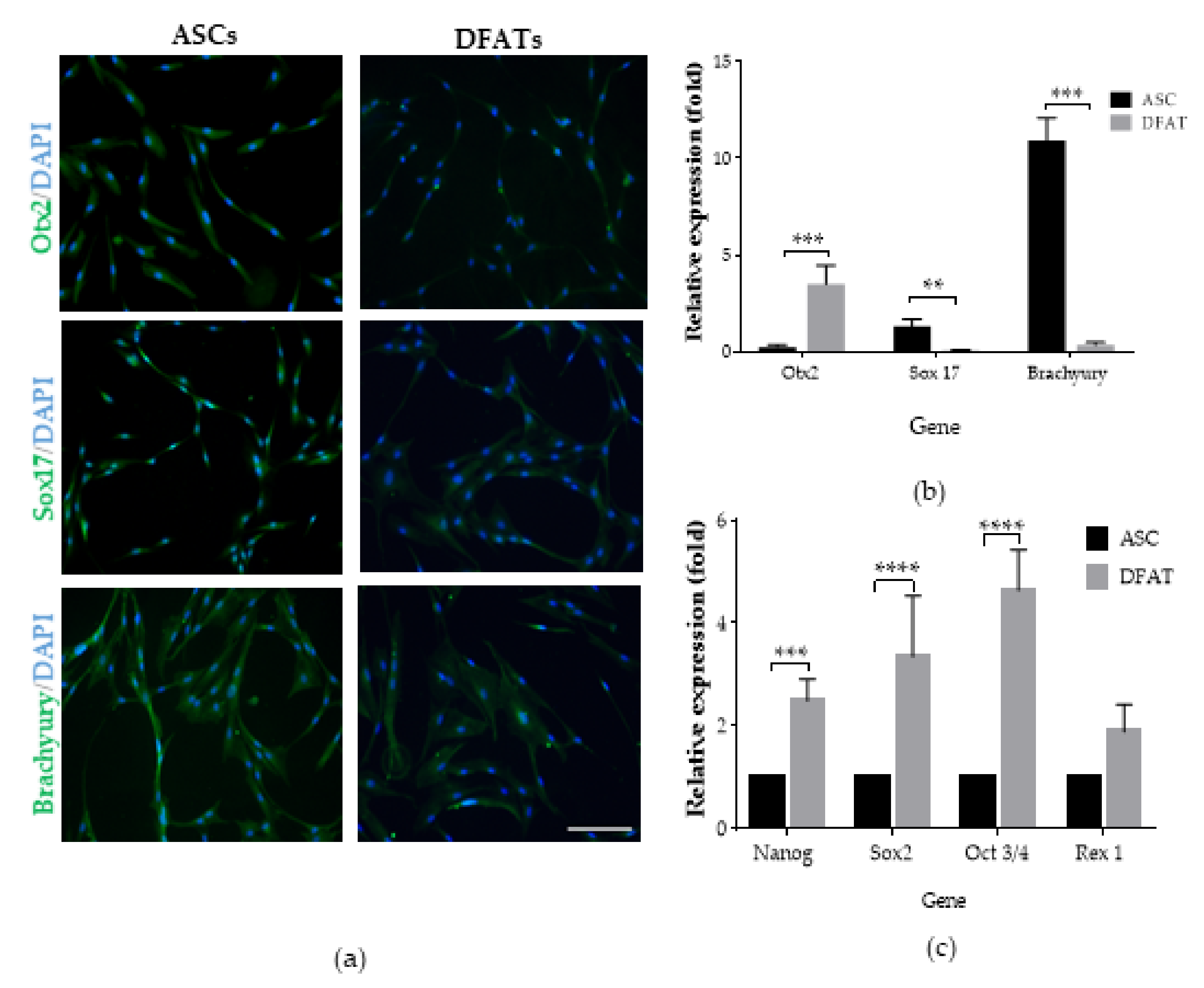 Cells 10 01475 g006 Cells 10 01475 g006