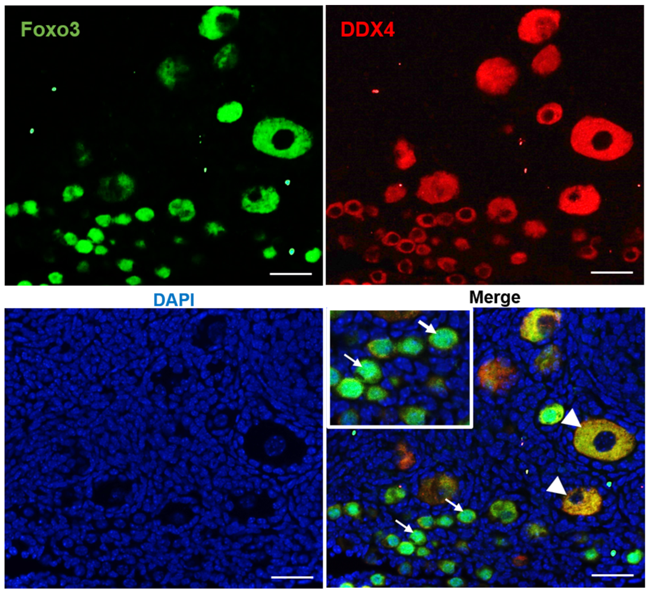 Cells 10 01491 g002 Cells 10 01491 g002