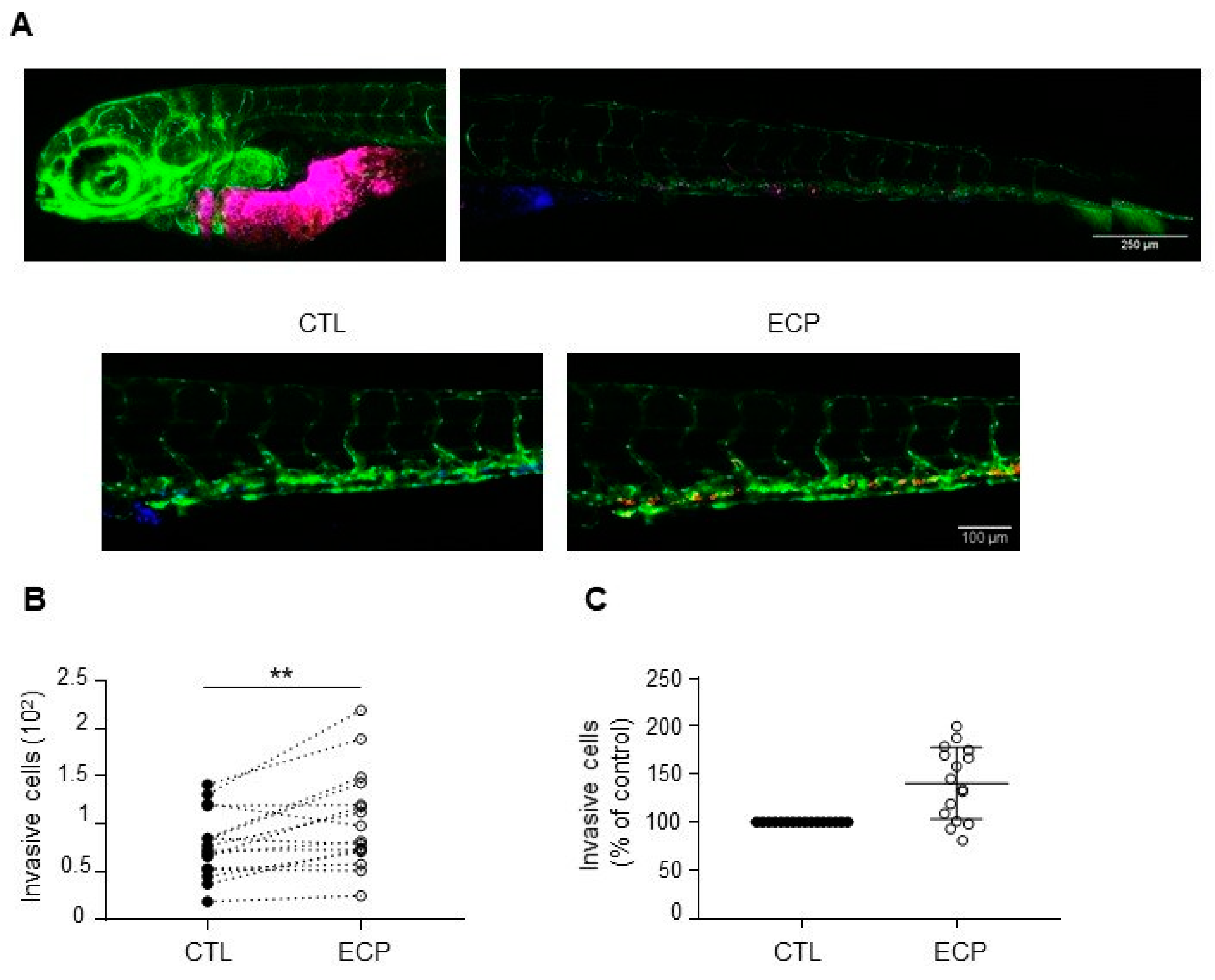 Cells 10 01504 g002 Cells 10 01504 g002