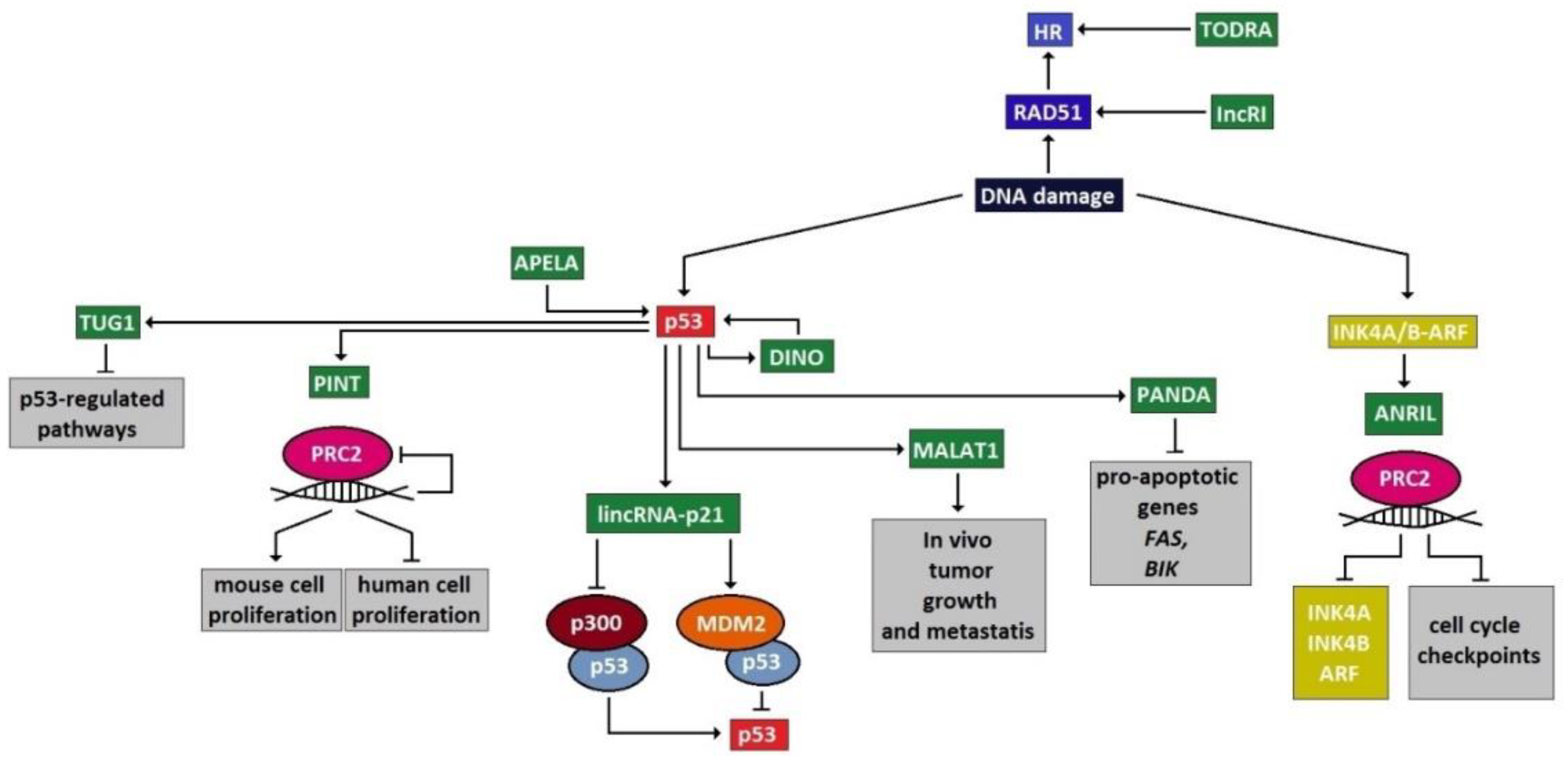 Cells 10 01506 g002 Cells 10 01506 g002