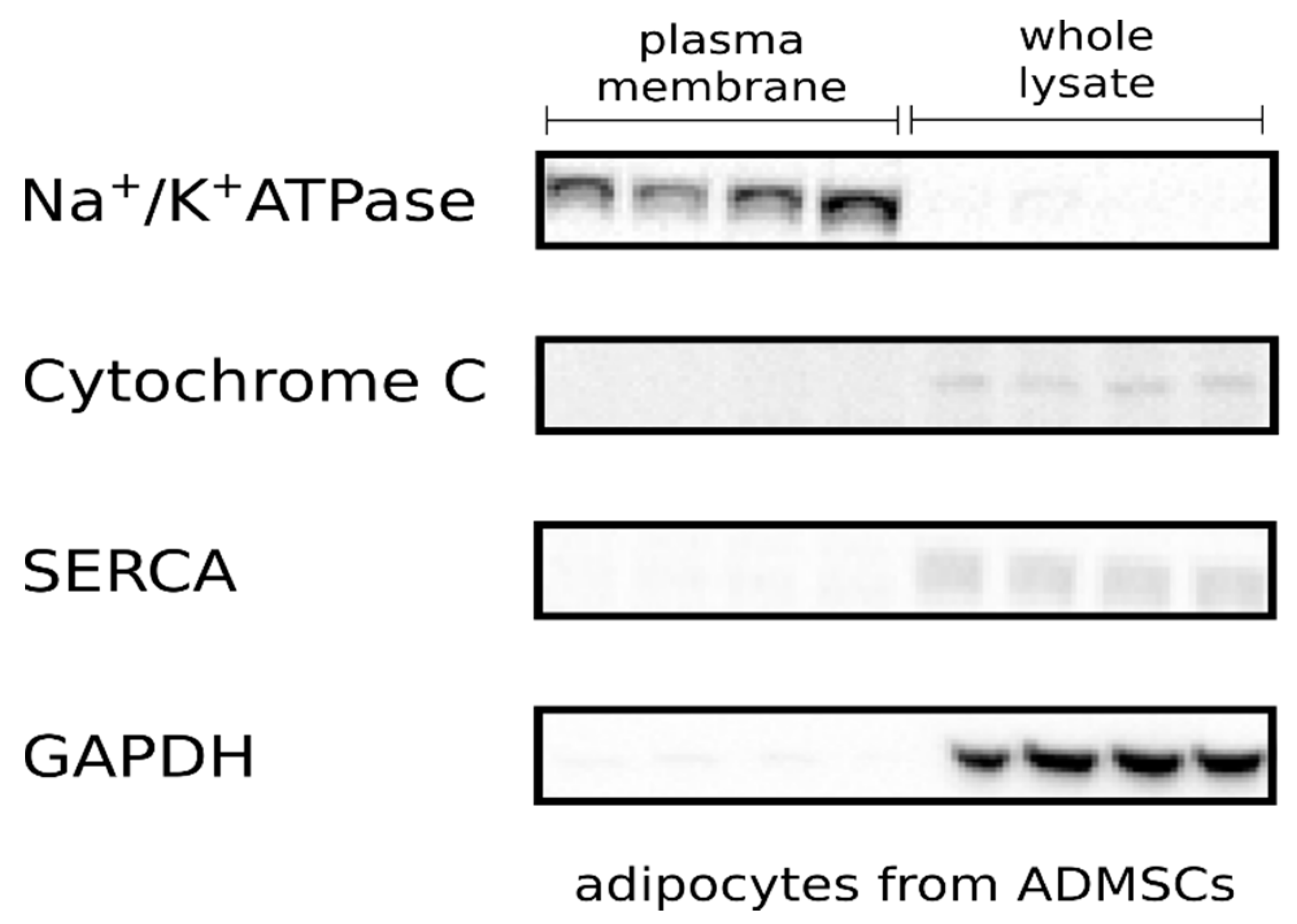 Cells 10 01515 g001
