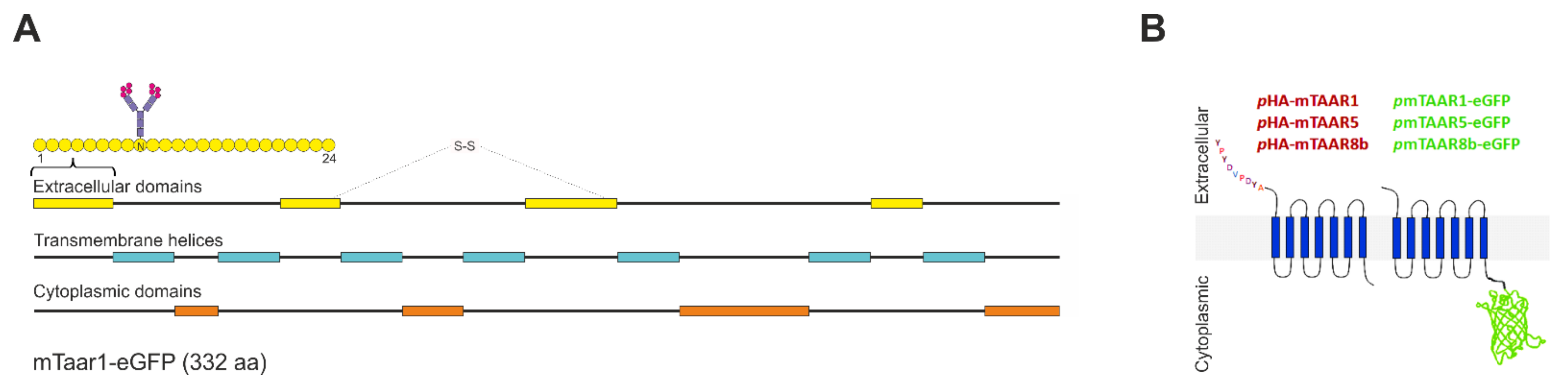 Cells 10 01518 g001 Cells 10 01518 g001