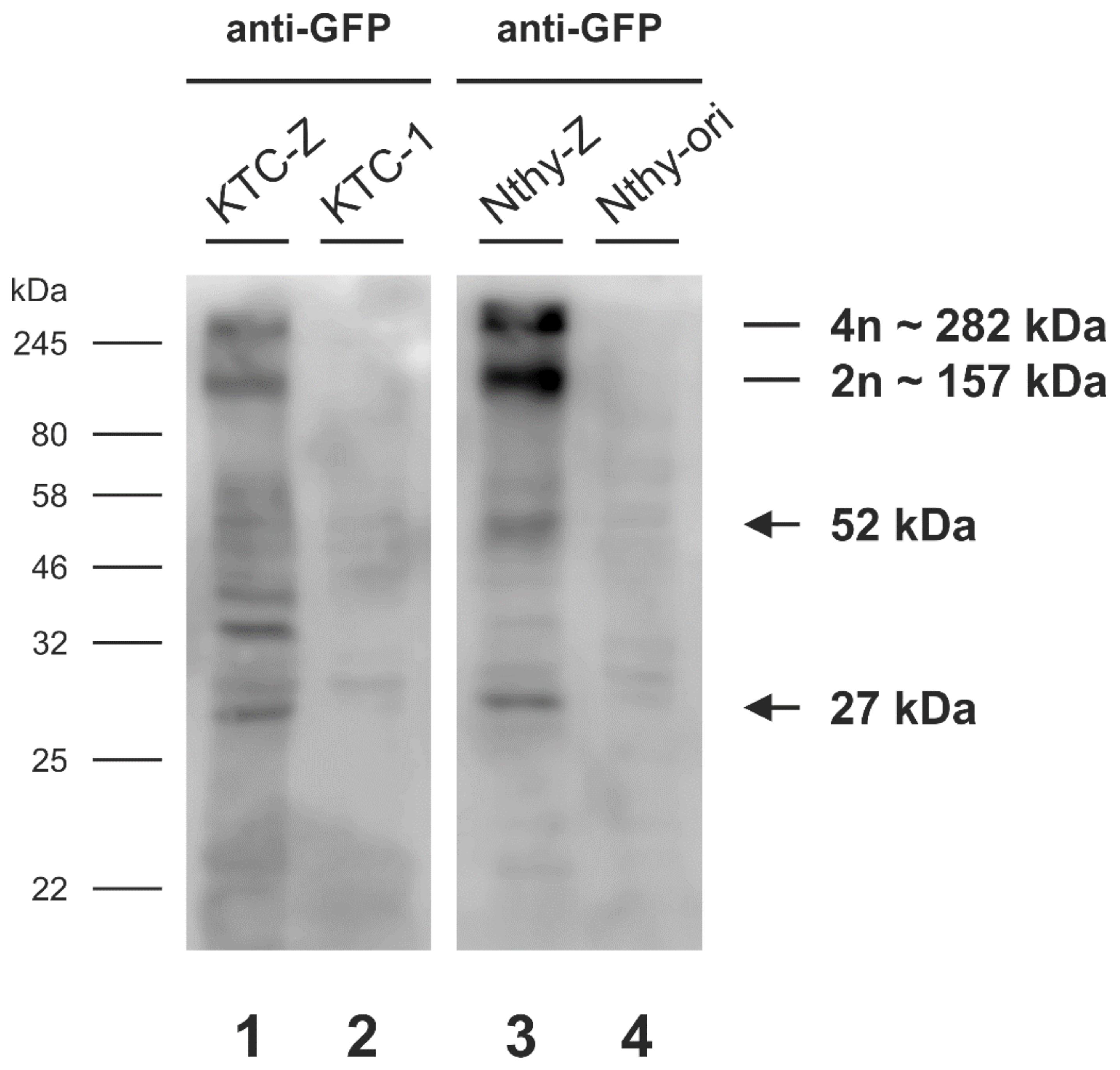 Cells 10 01518 g002 Cells 10 01518 g002