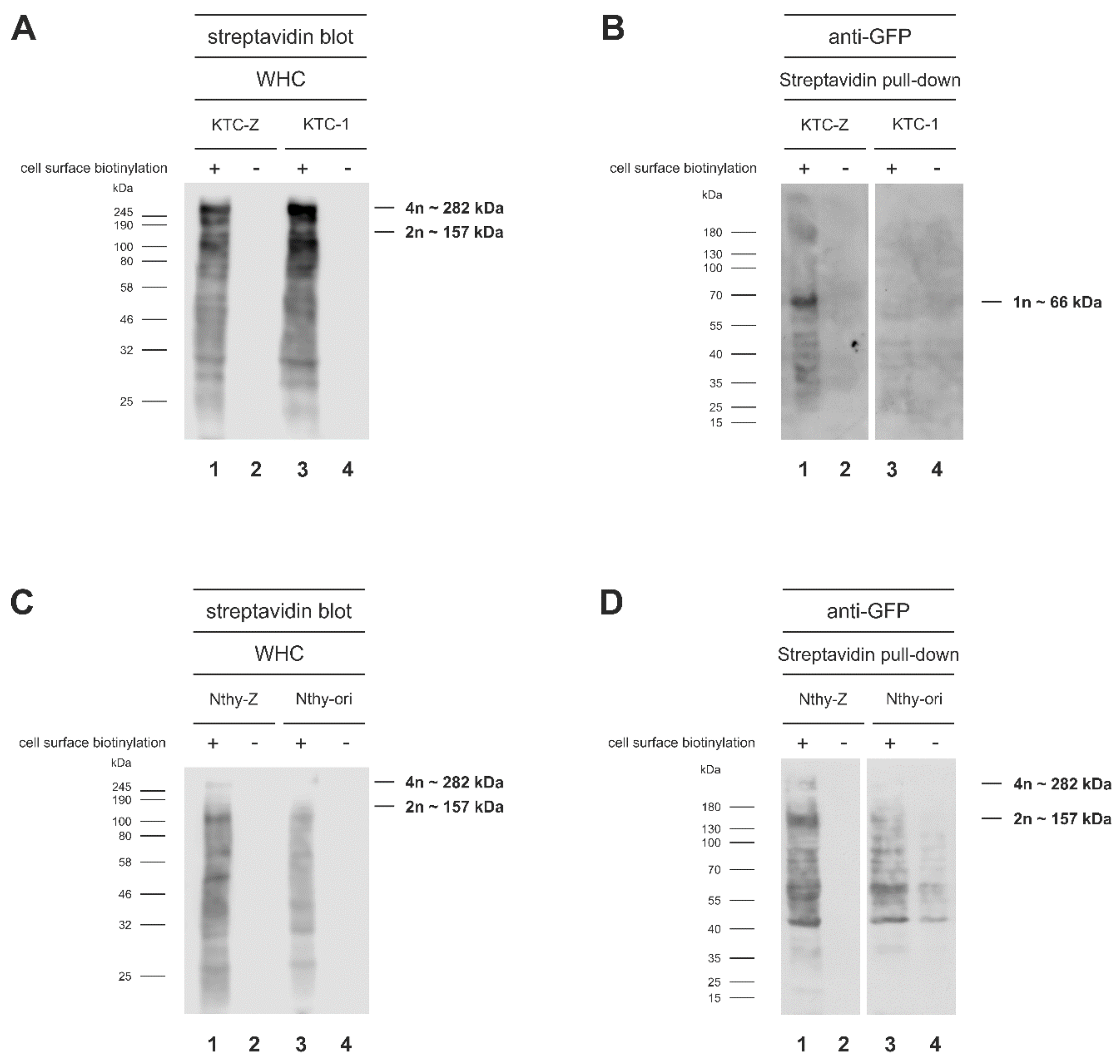Cells 10 01518 g003 Cells 10 01518 g003