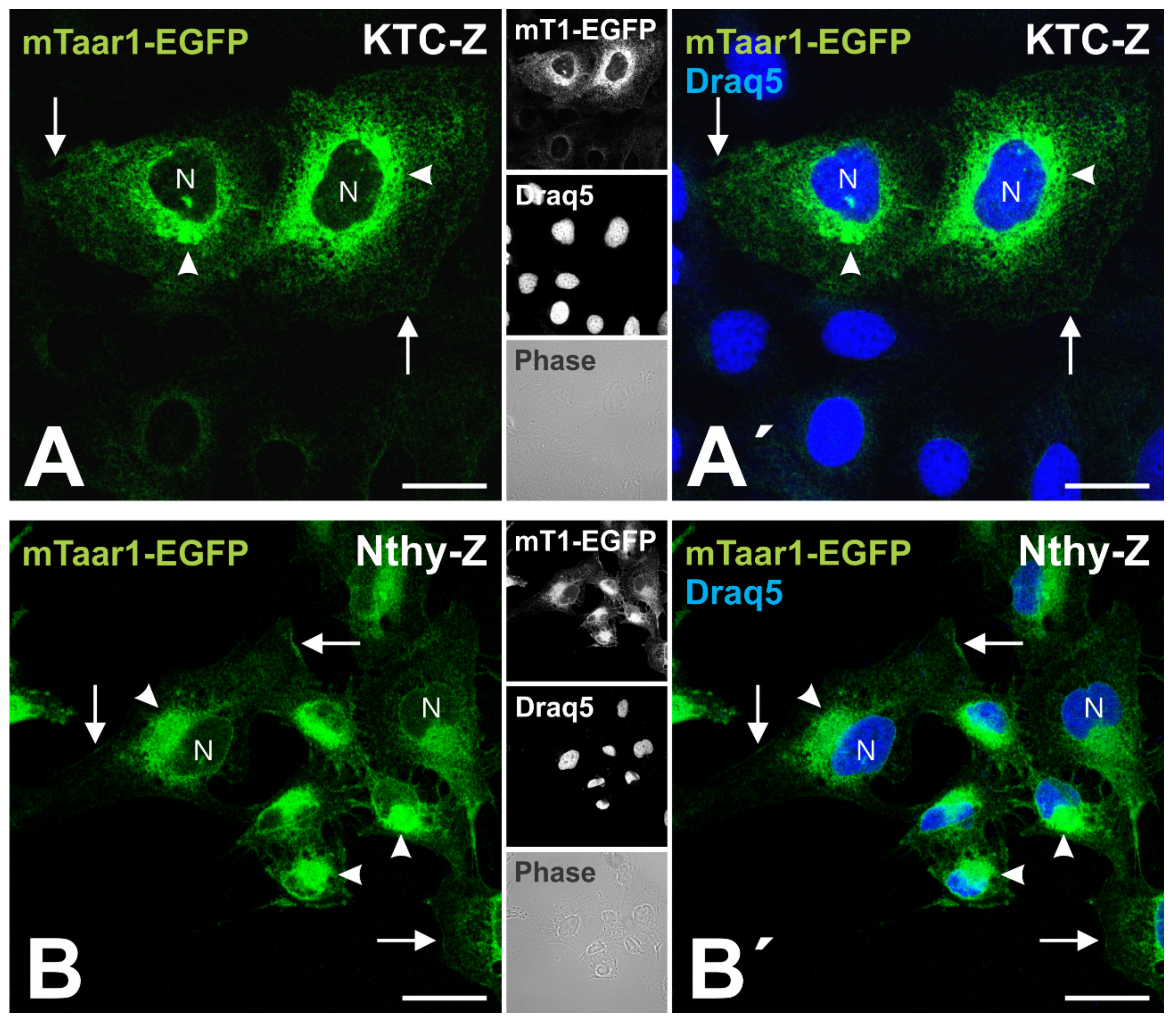 Cells 10 01518 g004 Cells 10 01518 g004