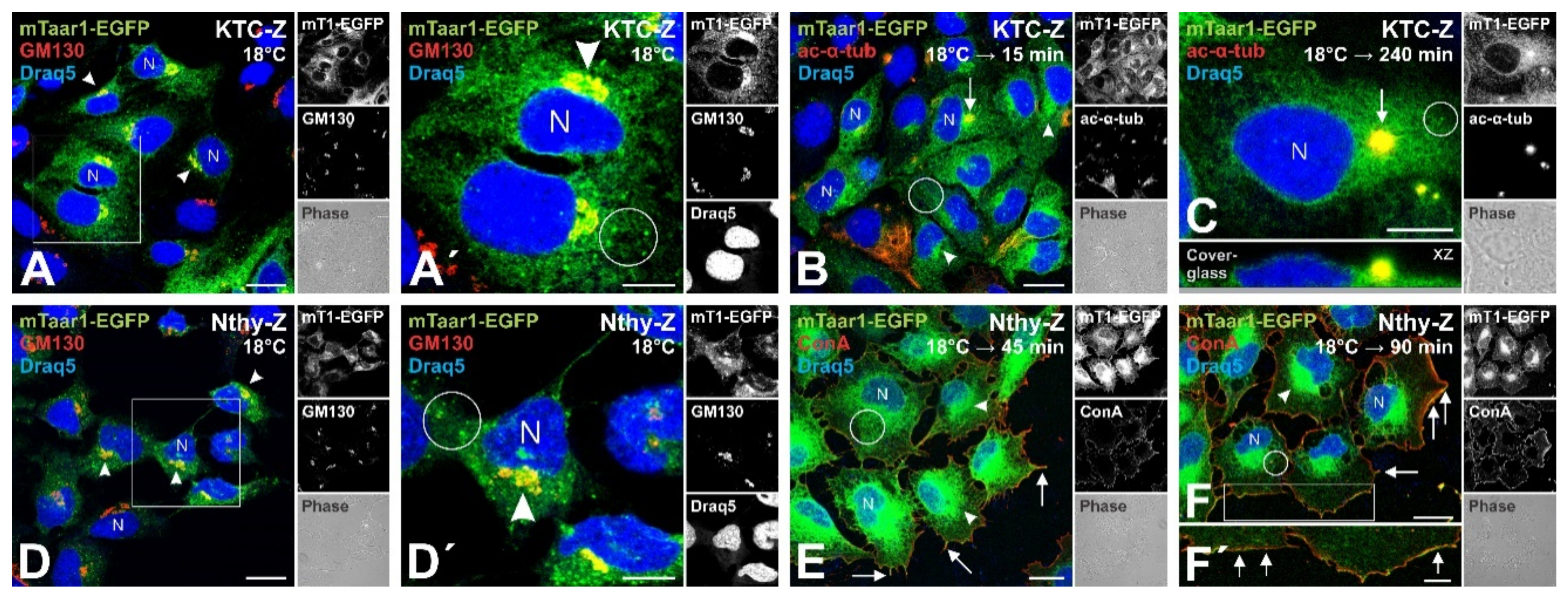 Cells 10 01518 g005 Cells 10 01518 g005