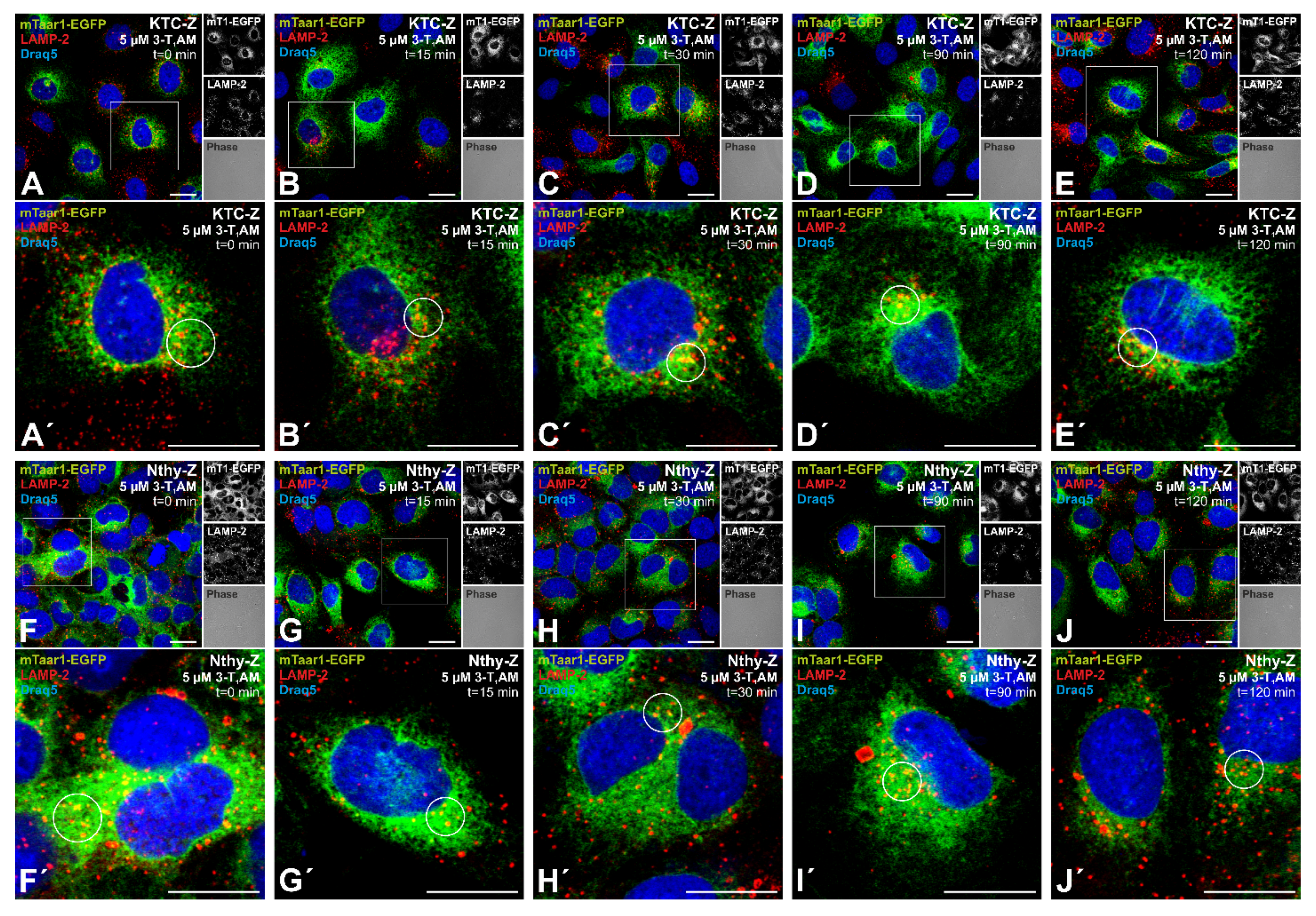 Cells 10 01518 g006 Cells 10 01518 g006