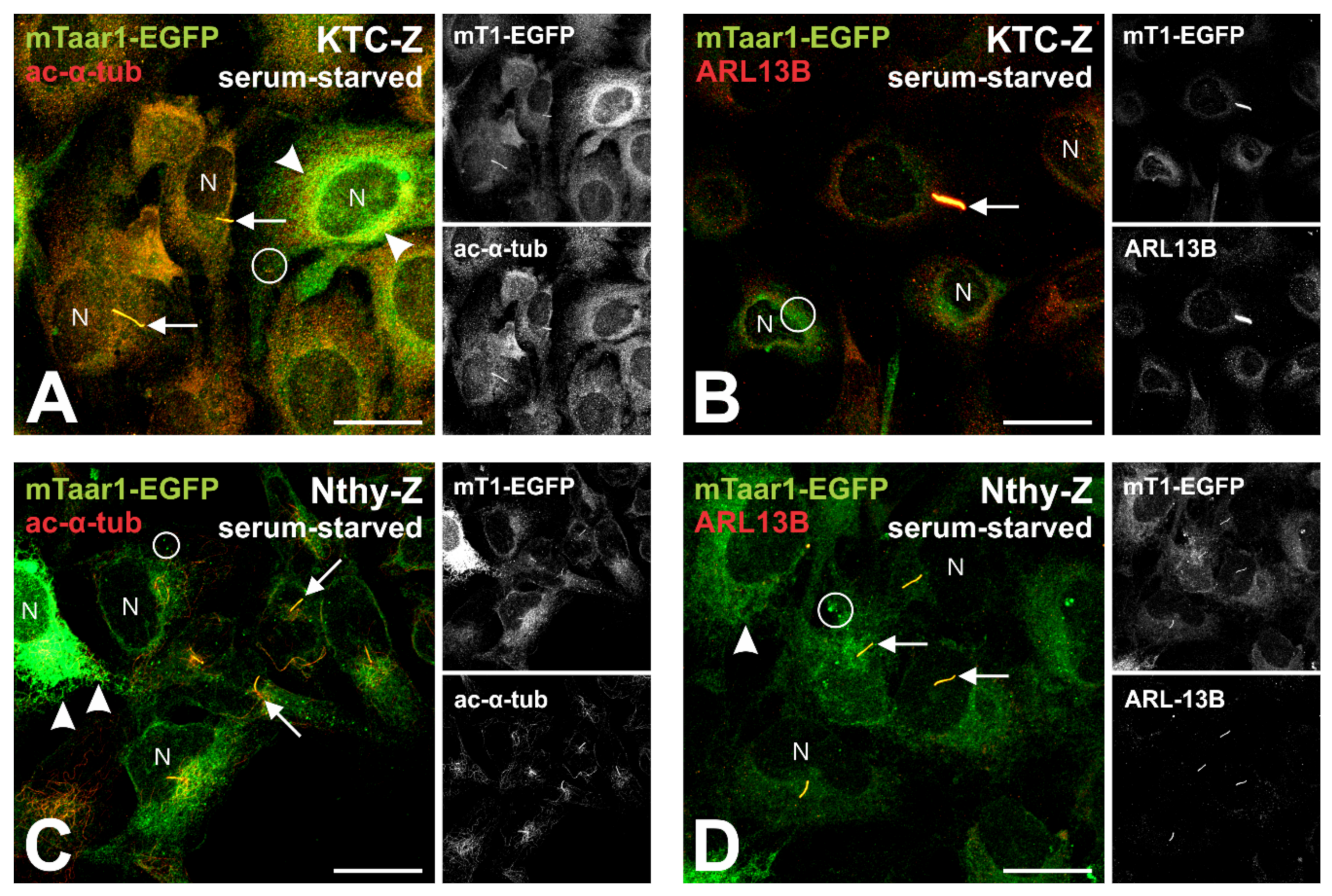 Cells 10 01518 g007 Cells 10 01518 g007