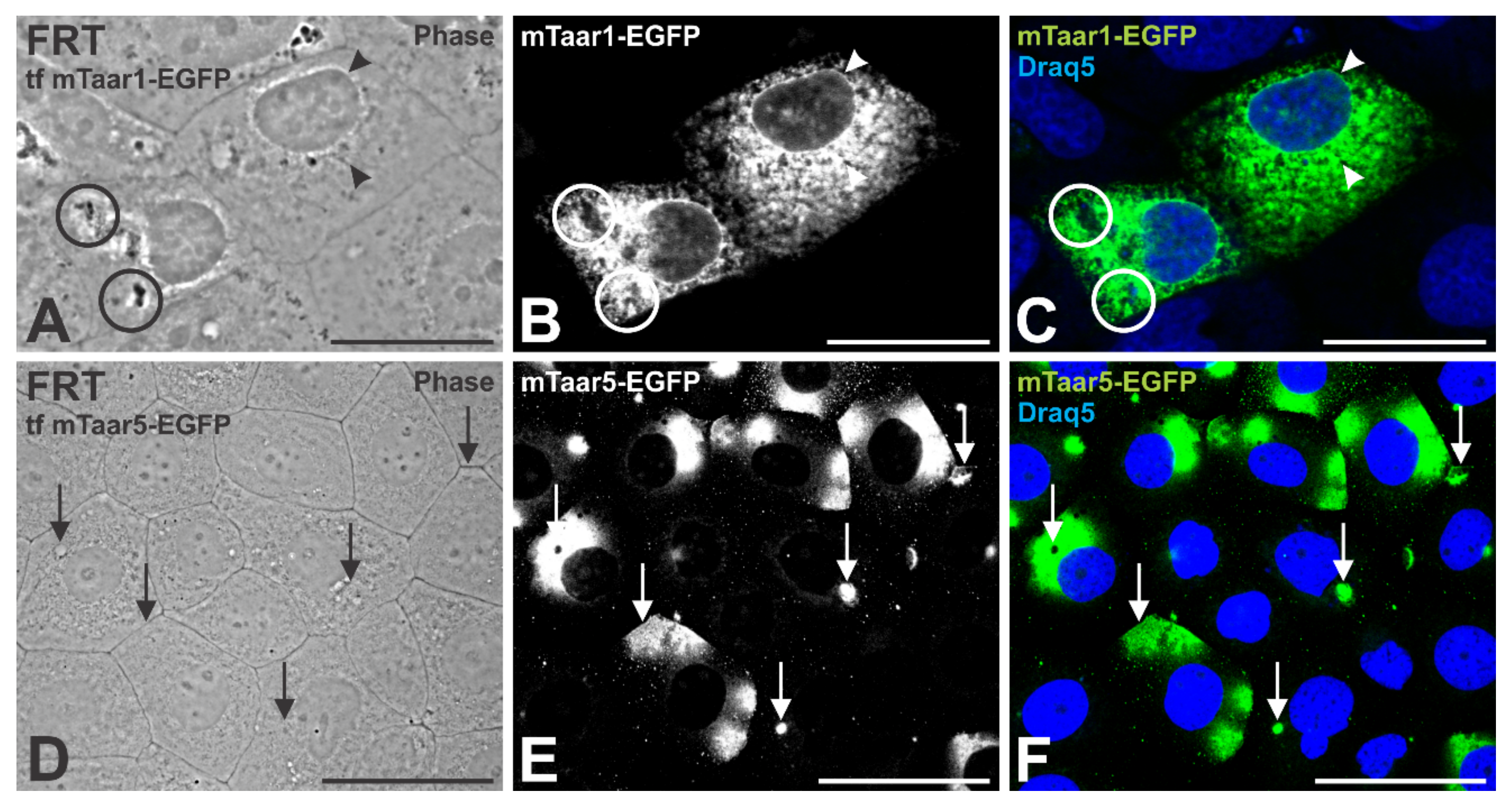 Cells 10 01518 g008 Cells 10 01518 g008