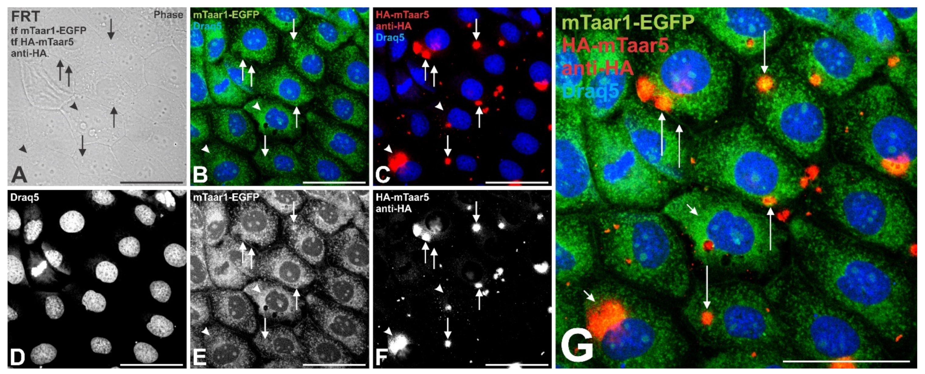 Cells 10 01518 g009 Cells 10 01518 g009
