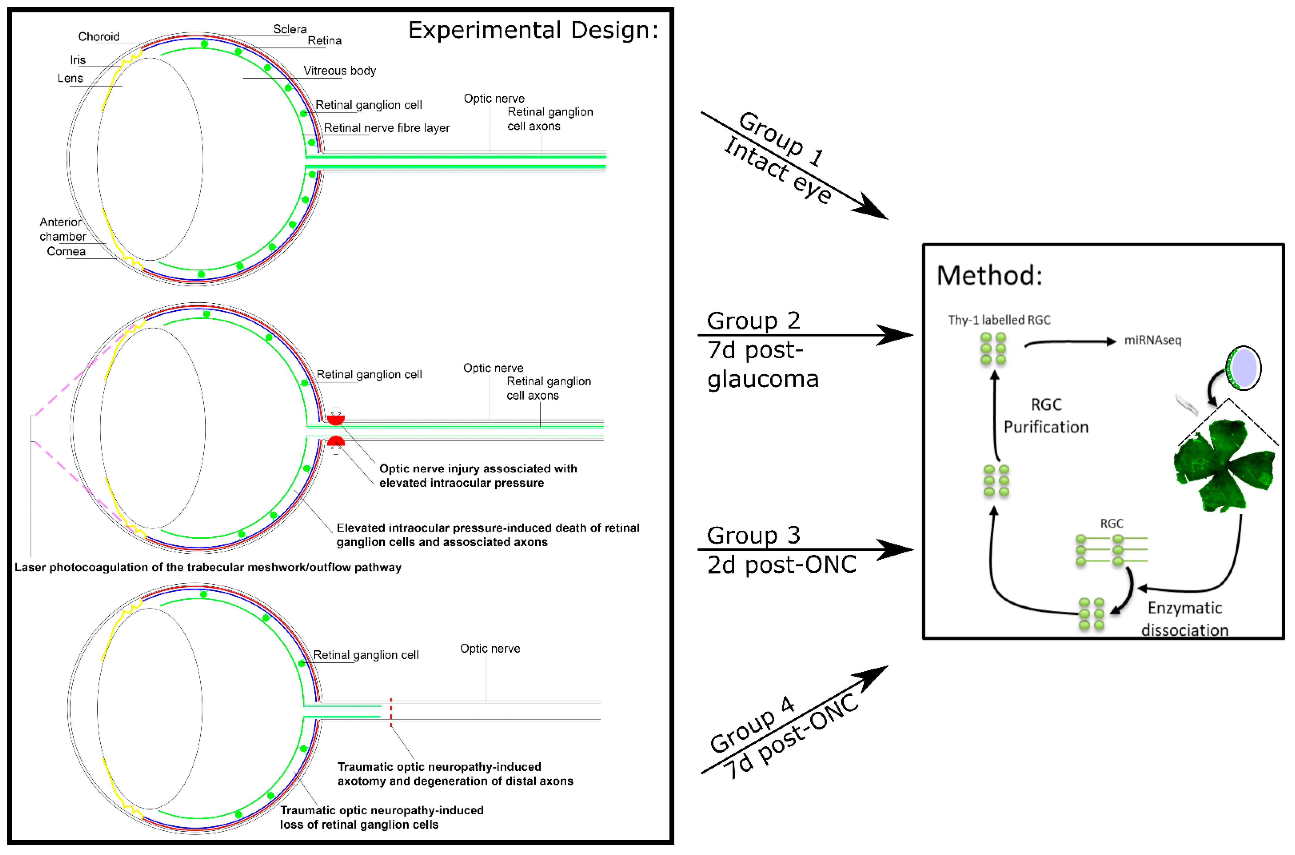Cells 10 01564 g001 Cells 10 01564 g001