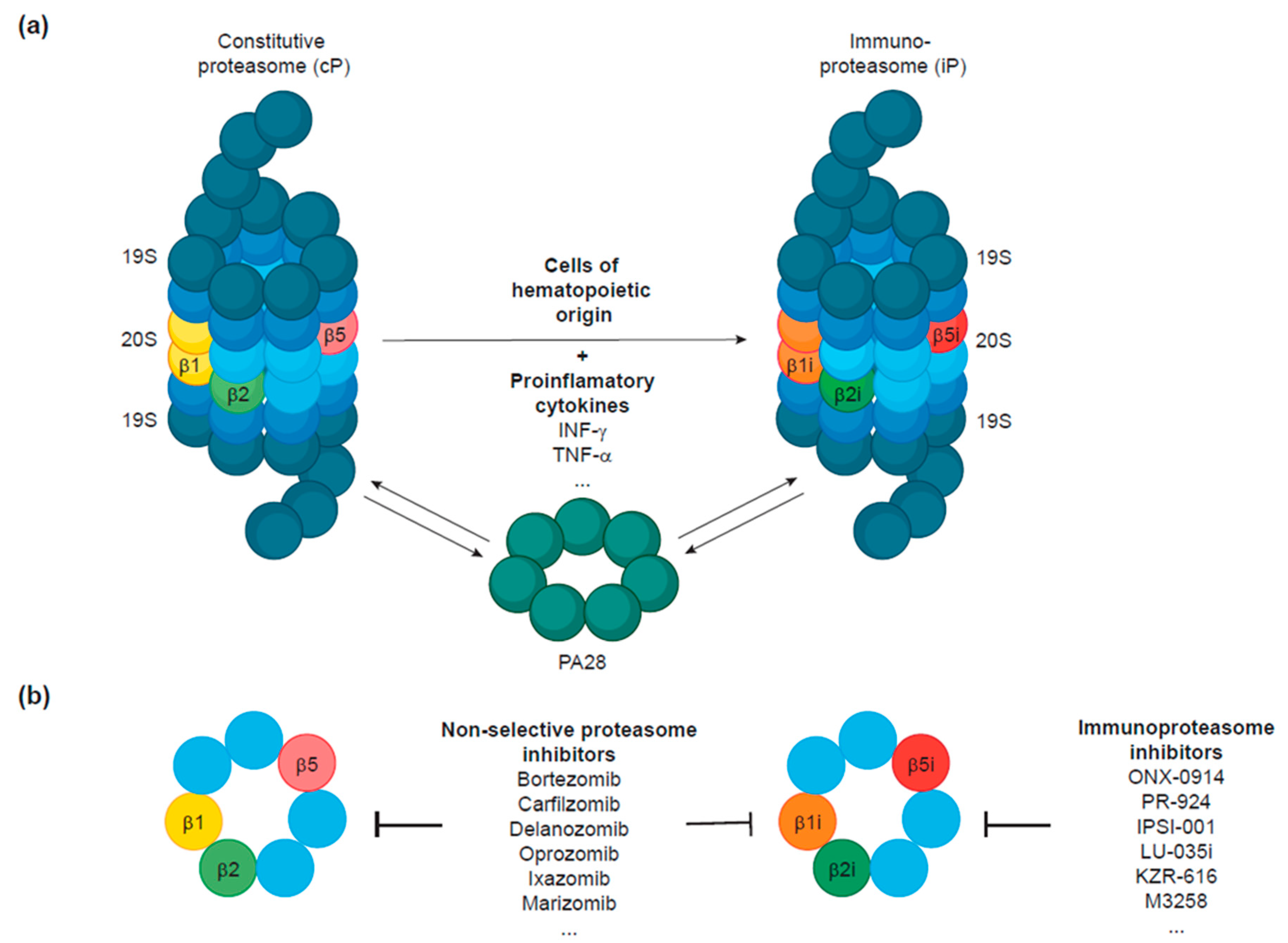 Immunoproteasome Function in Normal and Malignant Hematopoiesis | MDPI
