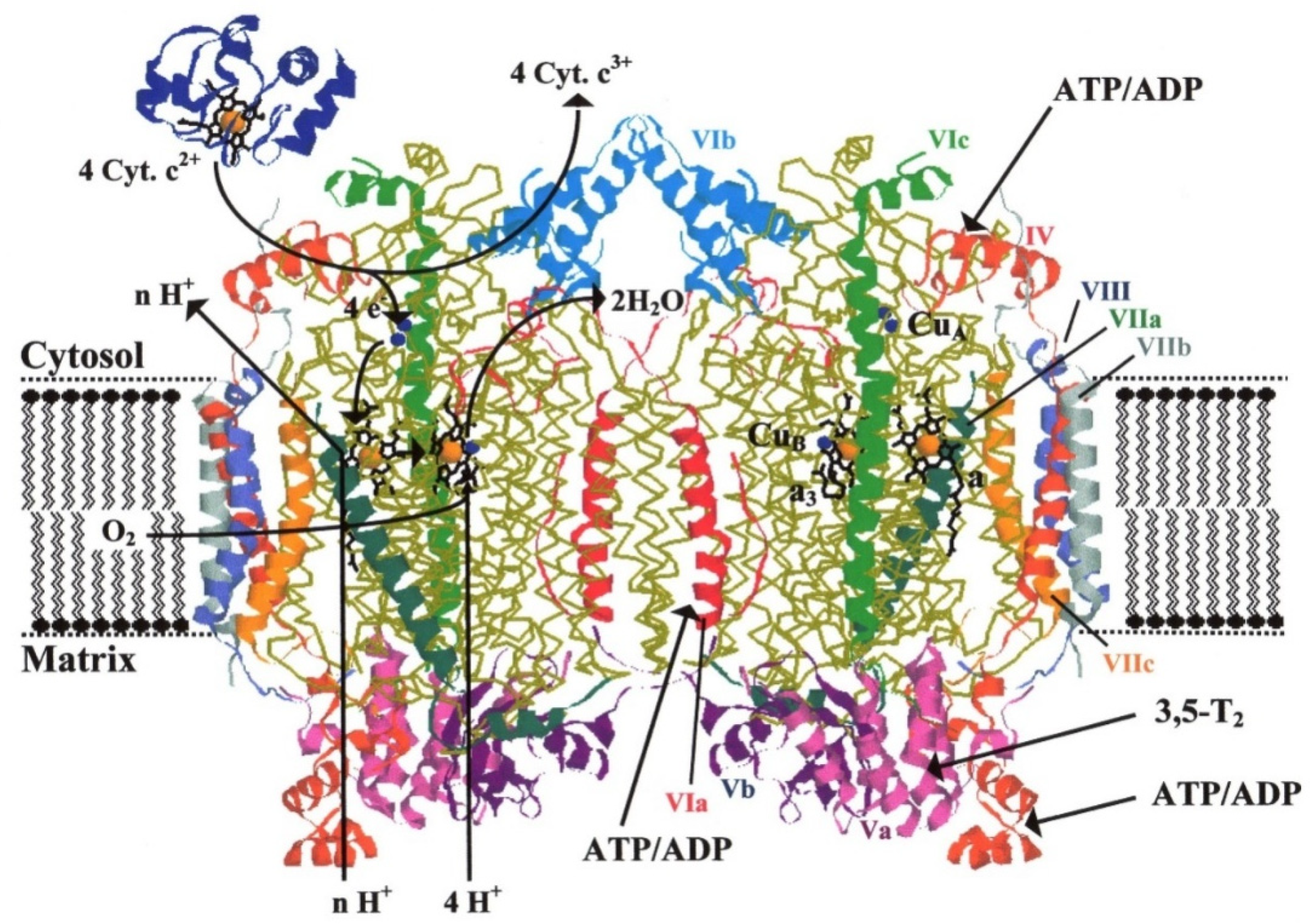 Cells 10 01579 g006 Cells 10 01579 g006