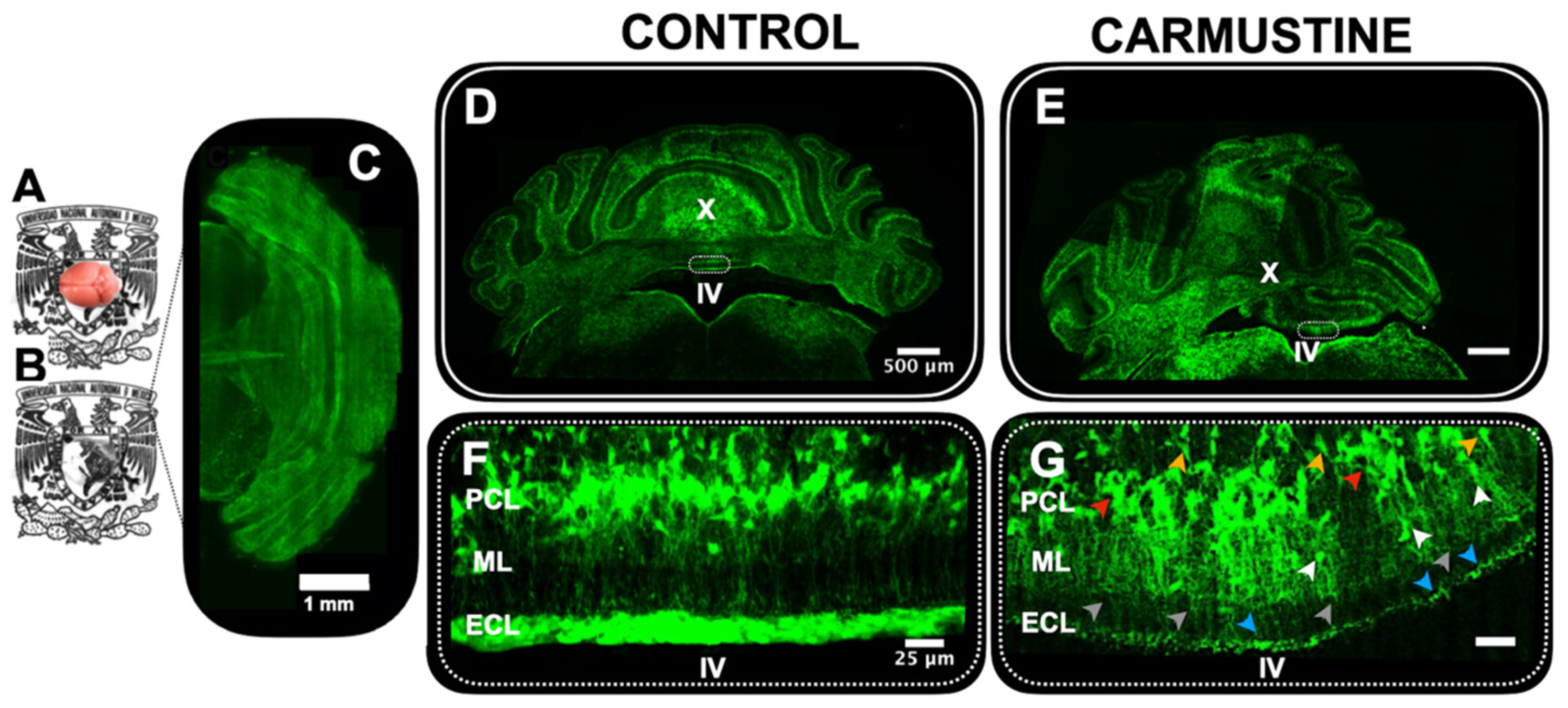 Cells 10 01581 g002 Cells 10 01581 g002