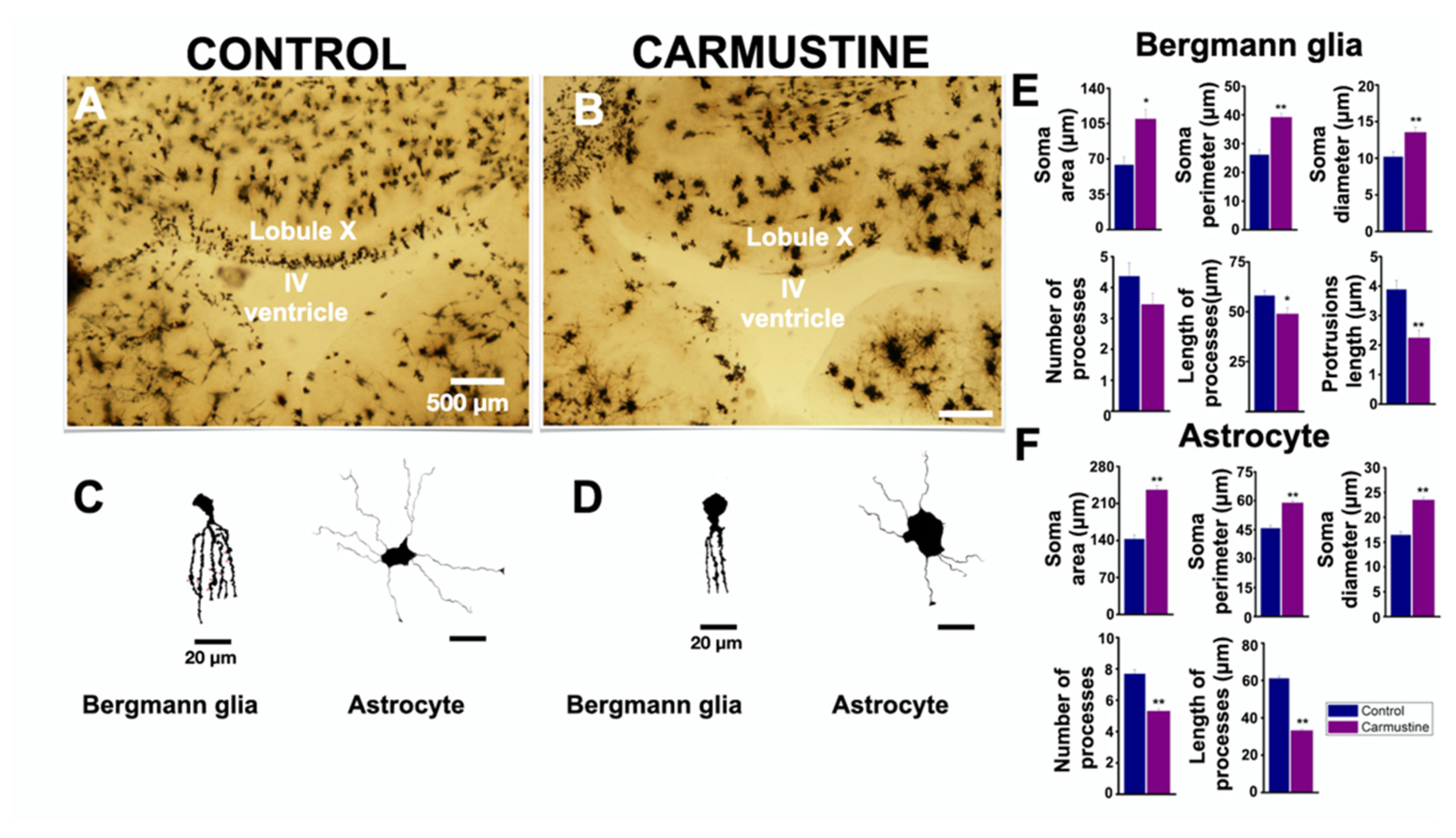 Cells 10 01581 g003 Cells 10 01581 g003