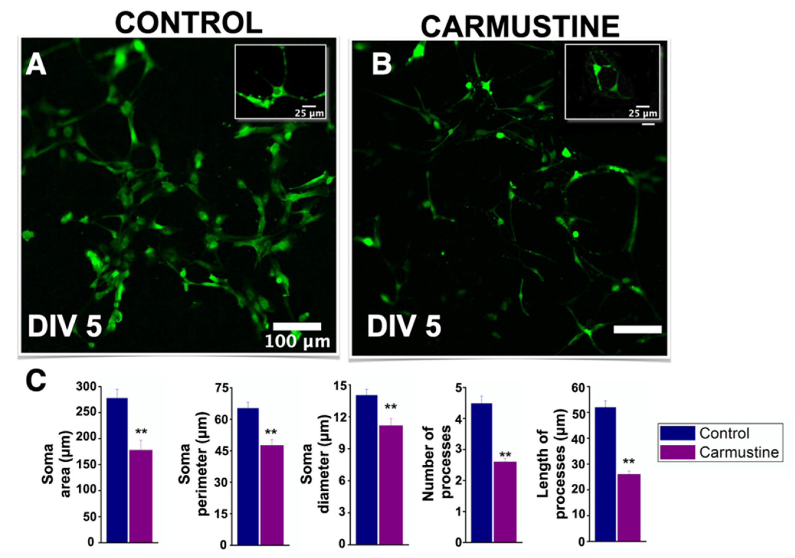 Cells 10 01581 g005 Cells 10 01581 g005