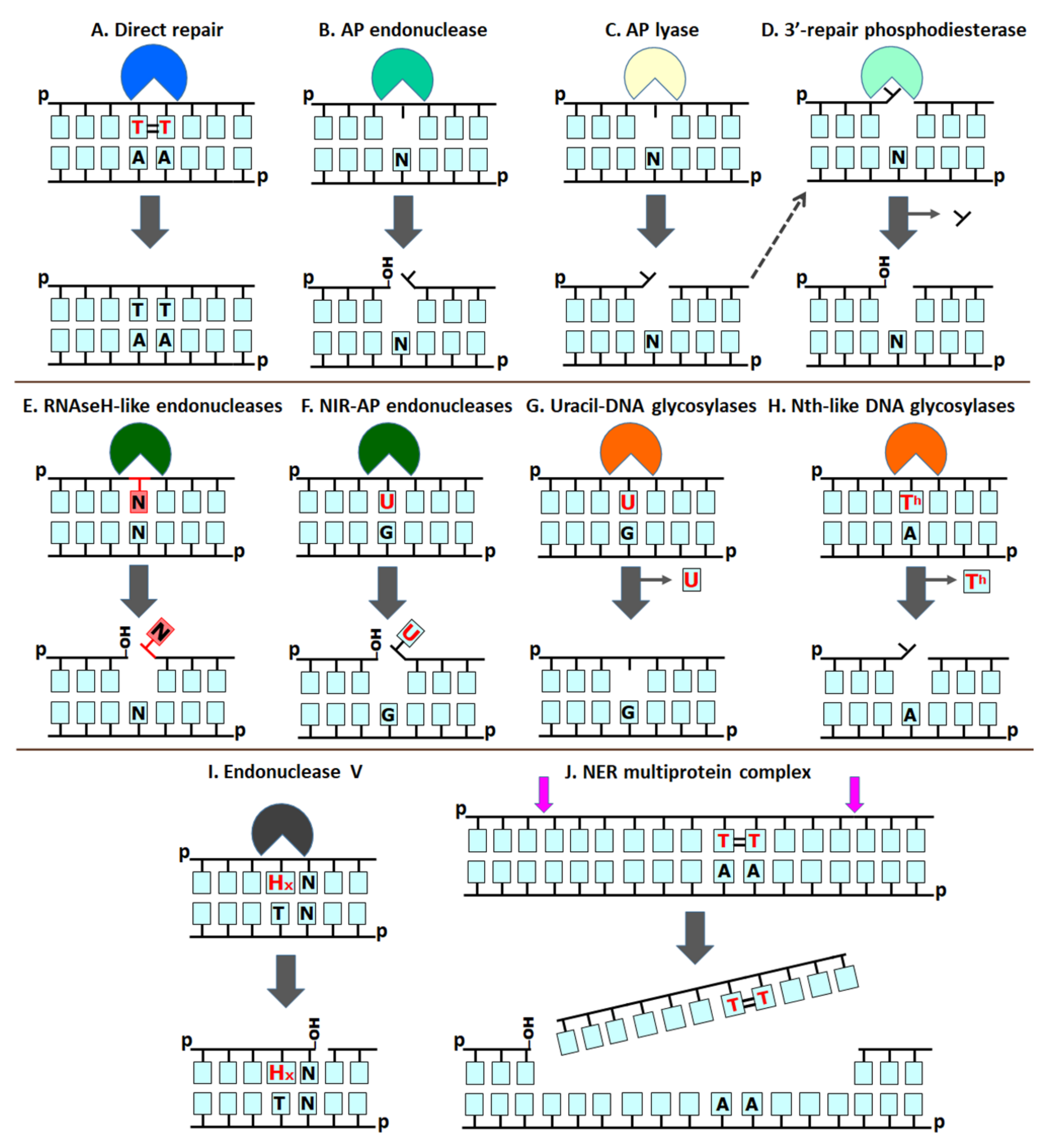 Cells 10 01591 g001 Cells 10 01591 g001