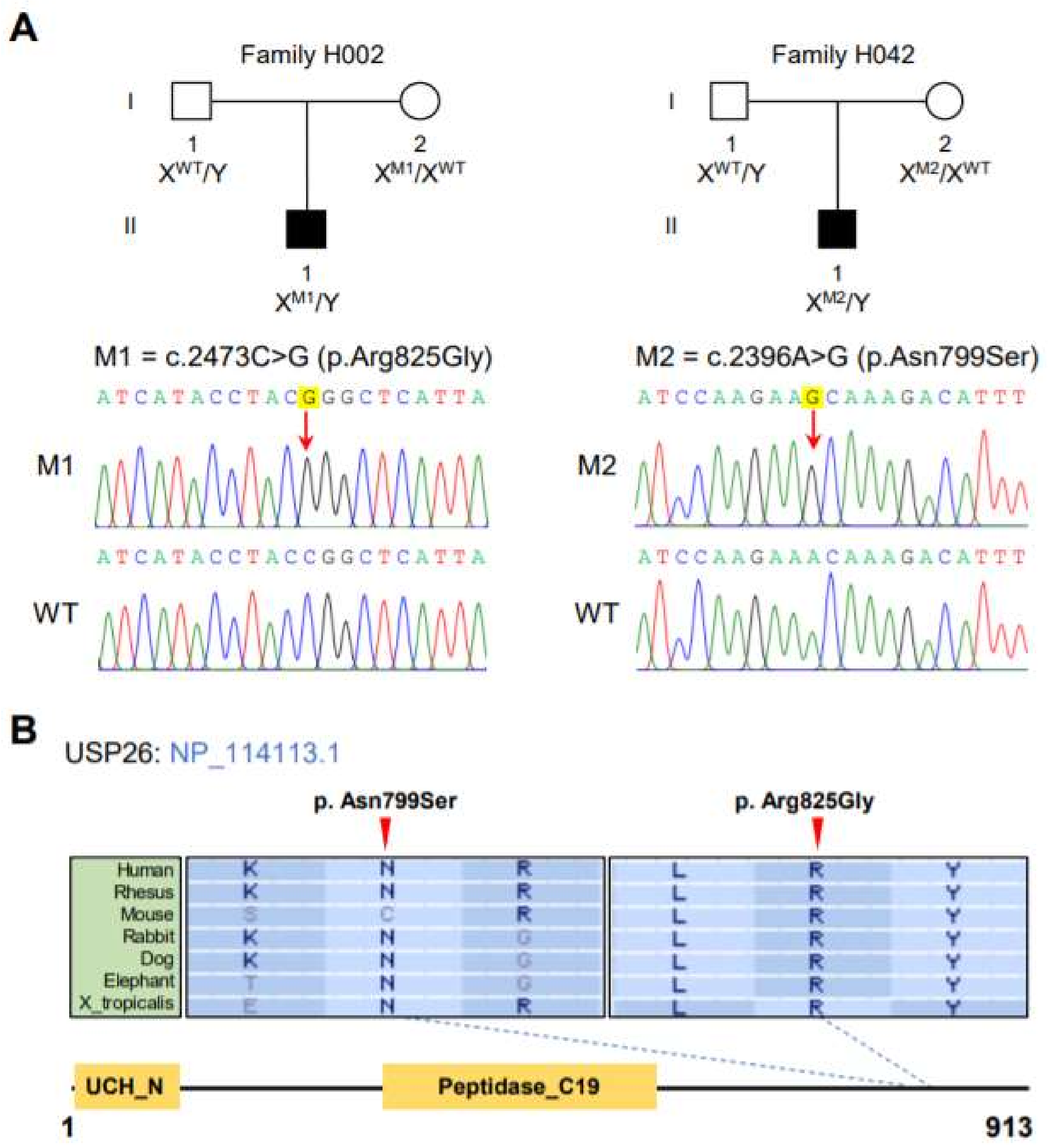 Cells 10 01594 g001 Cells 10 01594 g001