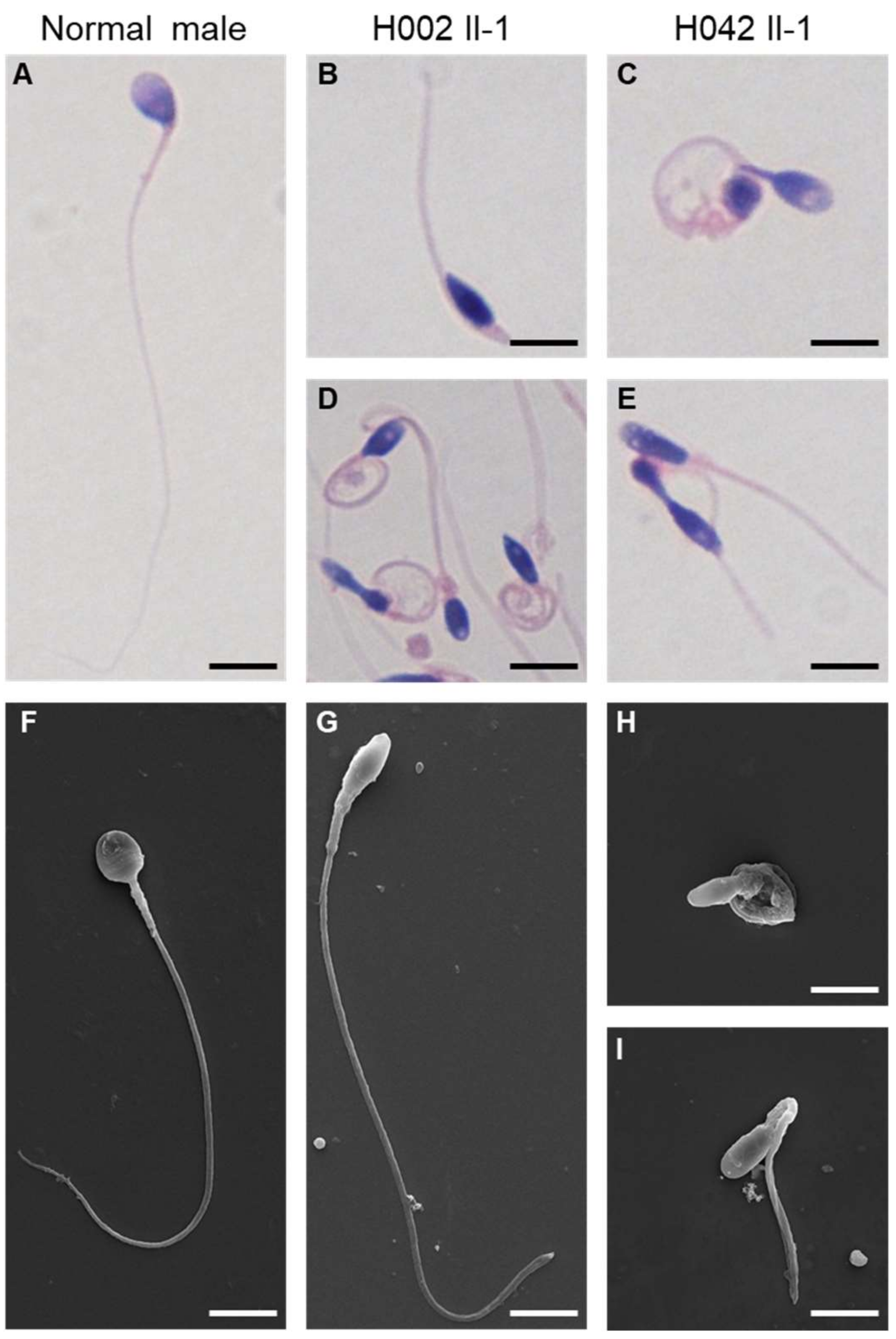 Cells 10 01594 g005 Cells 10 01594 g005