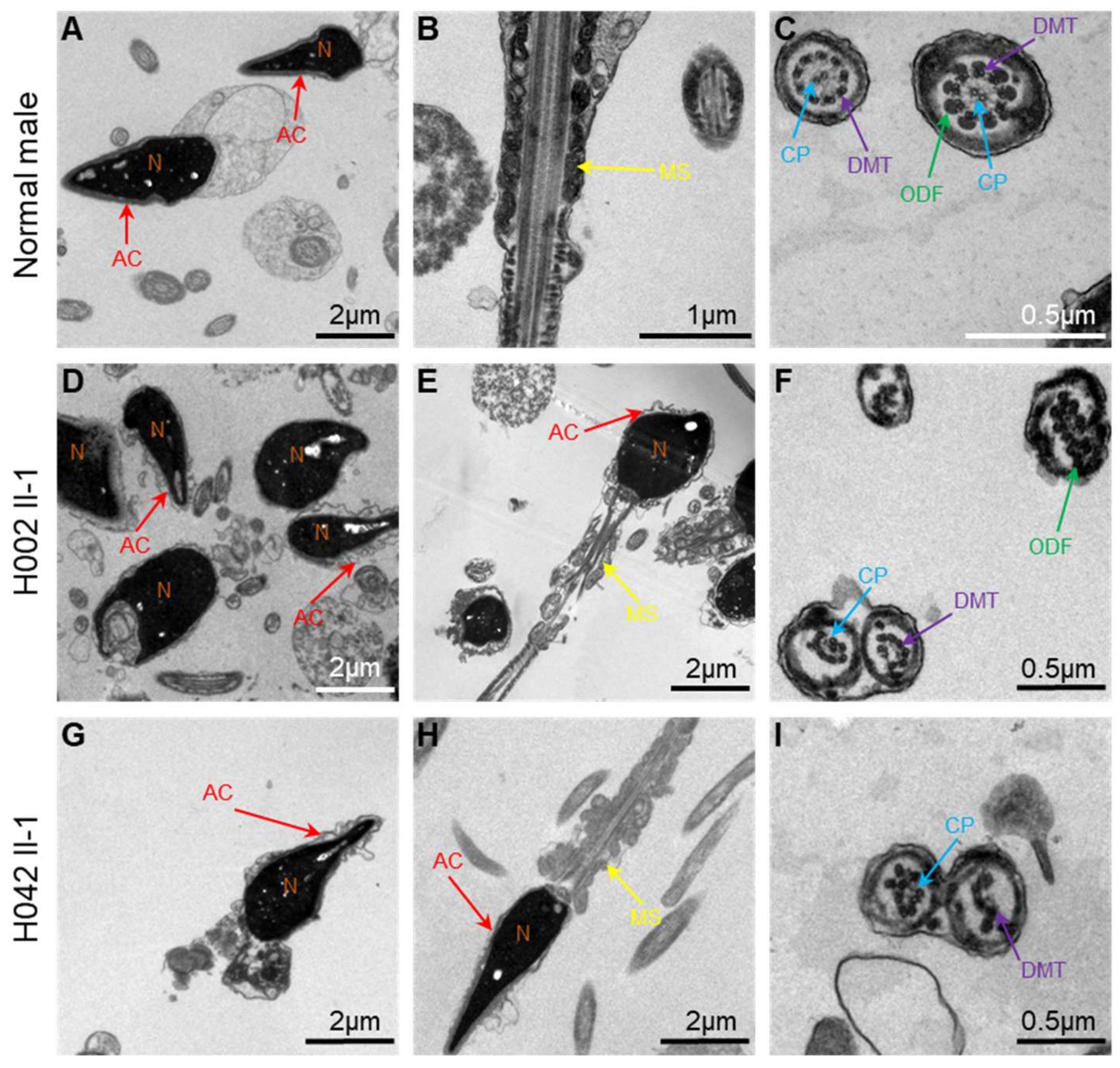 Cells 10 01594 g006 Cells 10 01594 g006