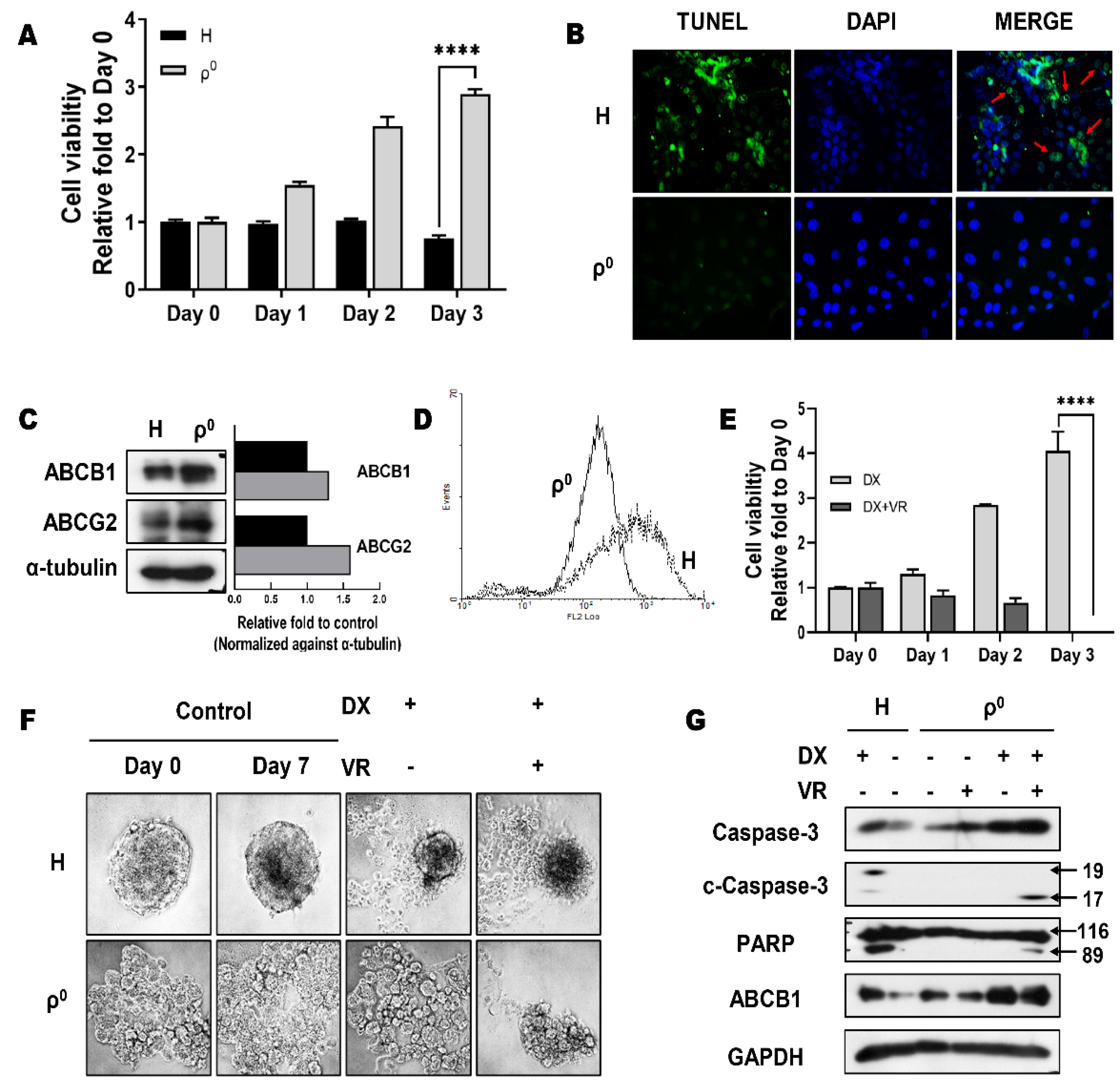 Cells 10 01608 g002