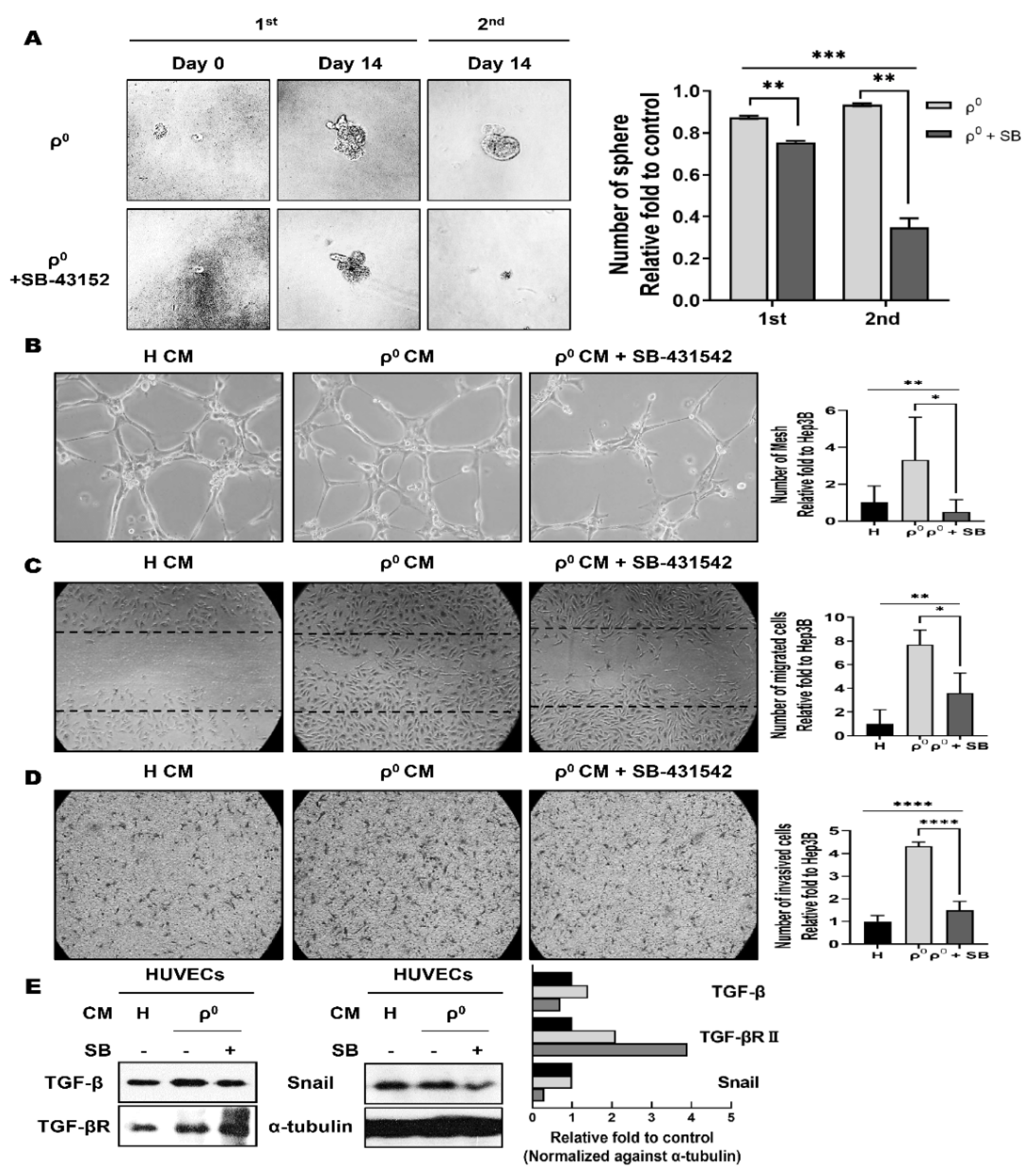 Cells 10 01608 g004