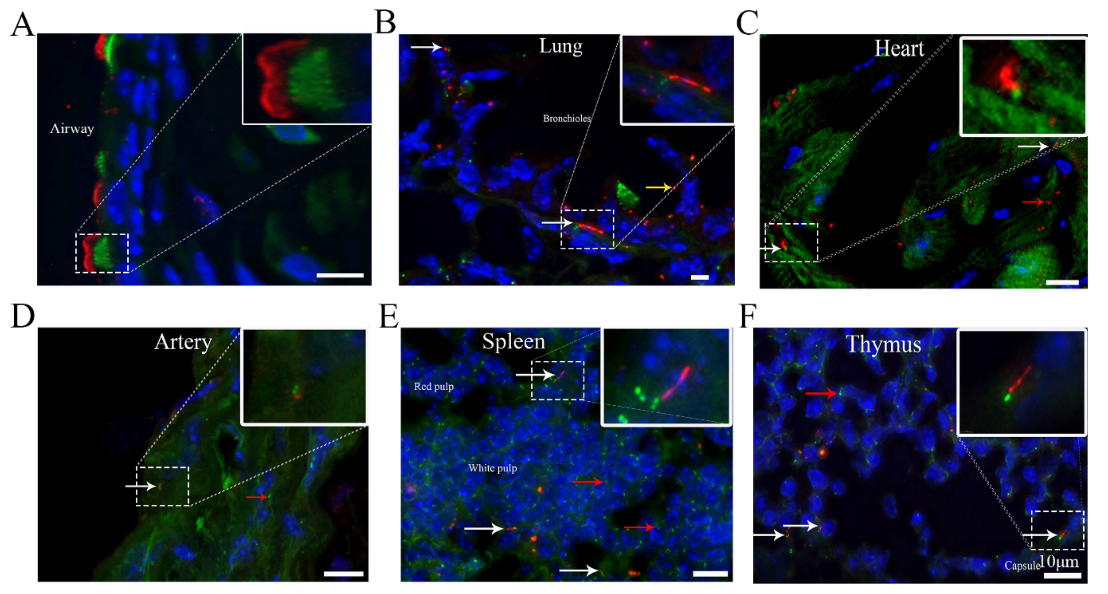 Cells 10 01623 g001