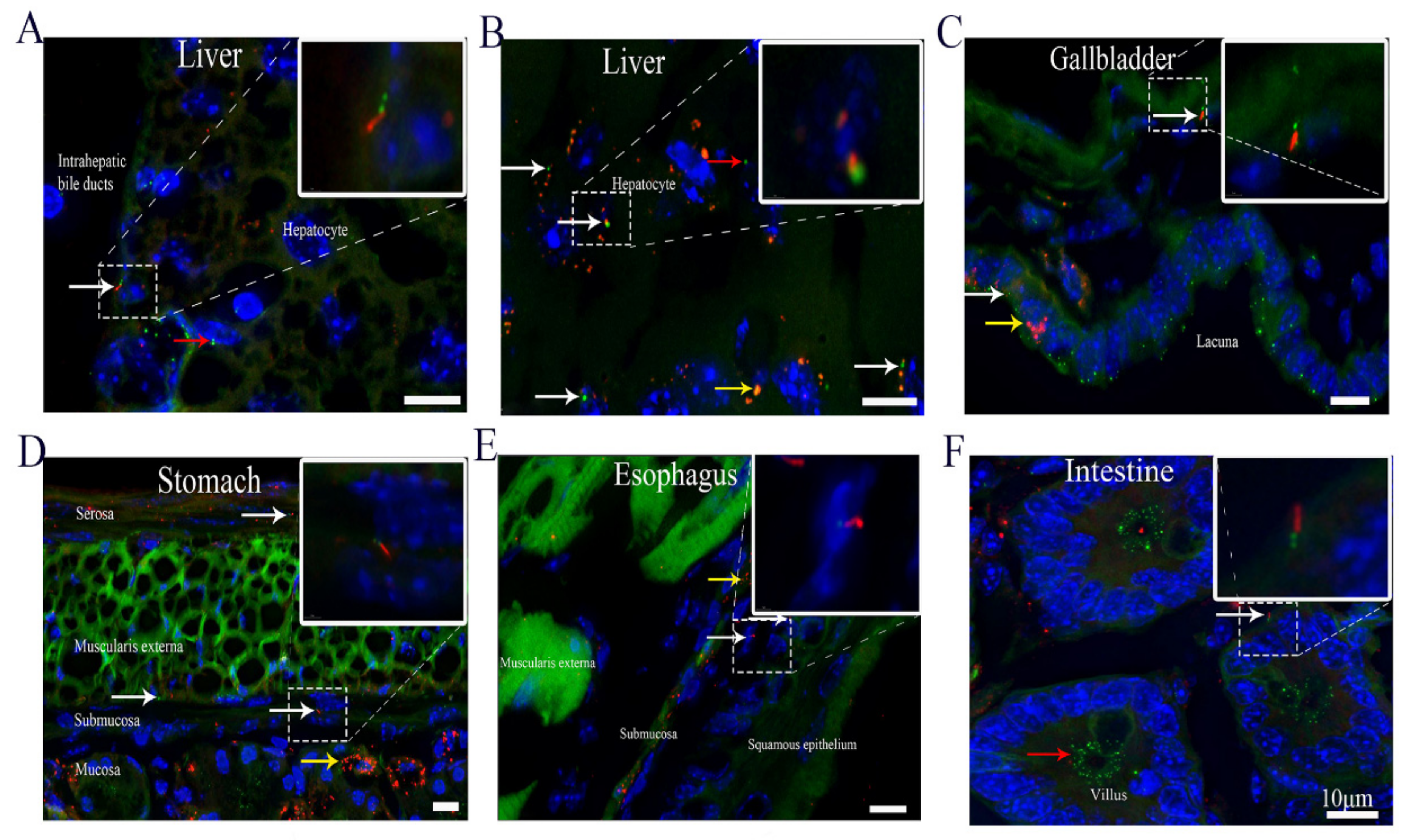Cells 10 01623 g002