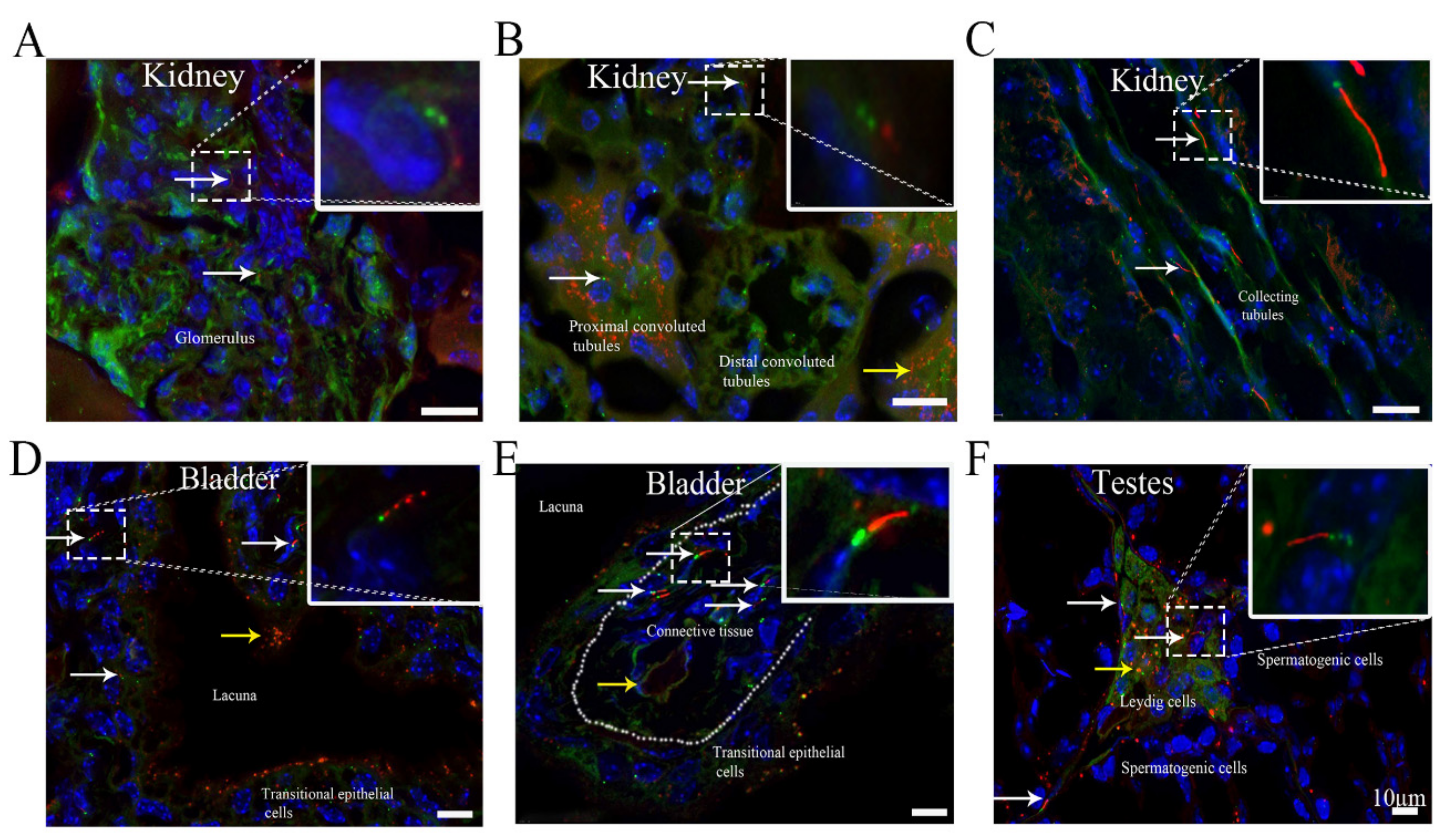 Cells 10 01623 g003